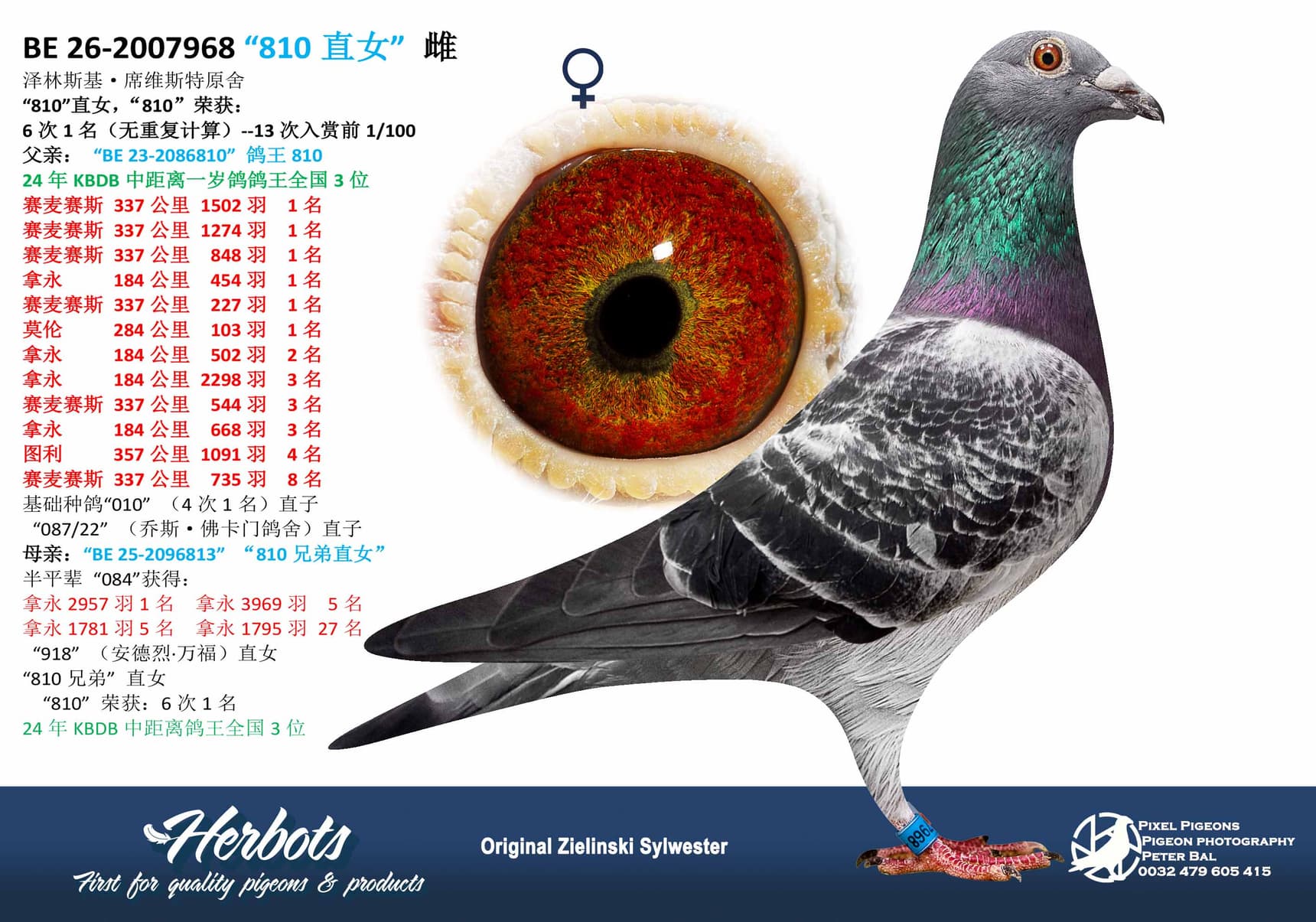 pigeon: undefined