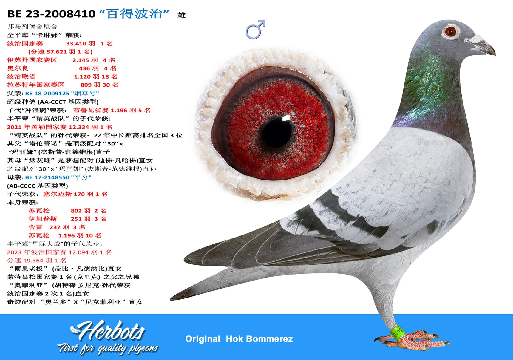 pigeon: “百得波治”