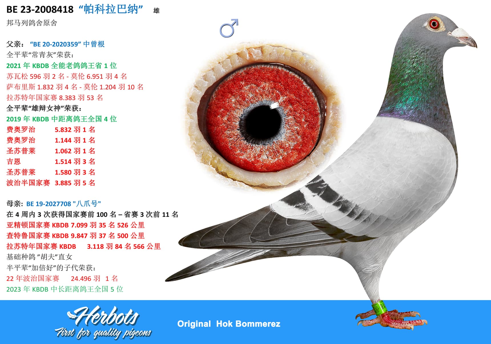 pigeon: “帕科拉巴纳”