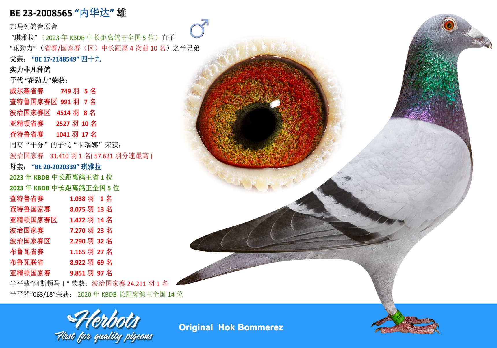 pigeon: undefined