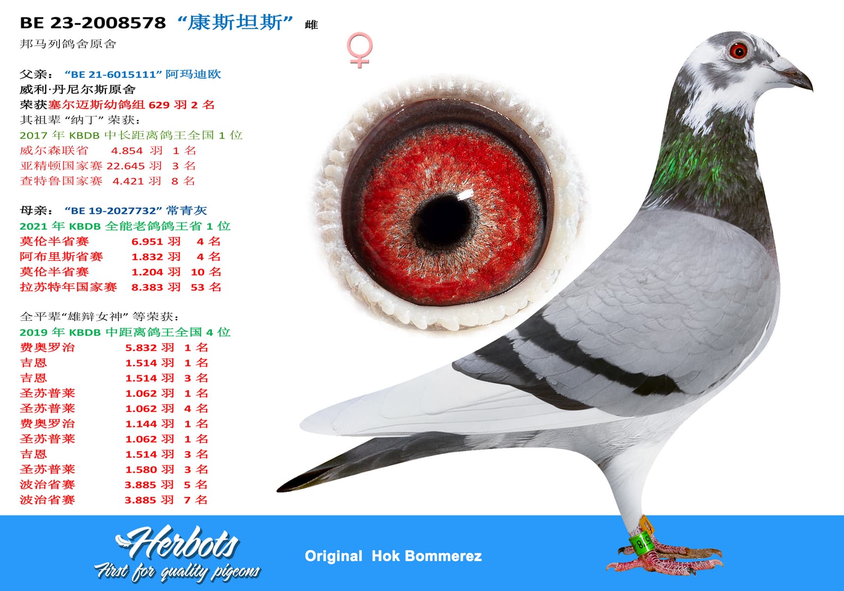 pigeon: “康斯坦斯”