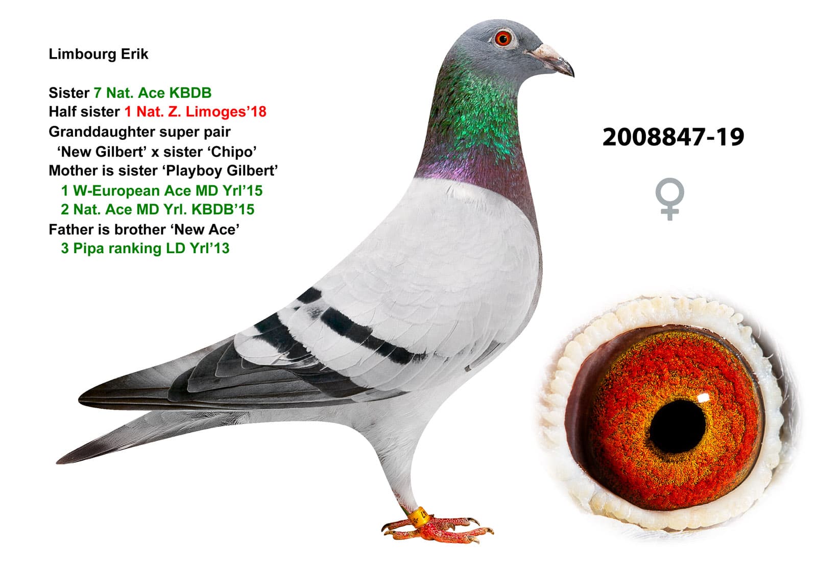 pigeon: undefined