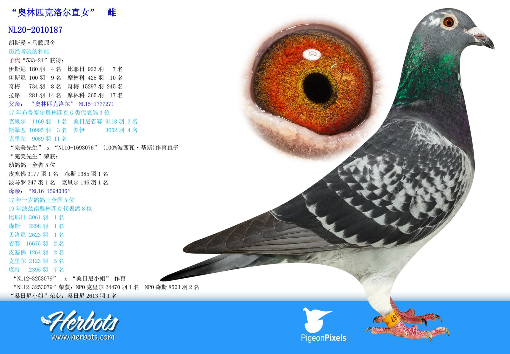 pigeon: “奥林匹克洛尔直女”