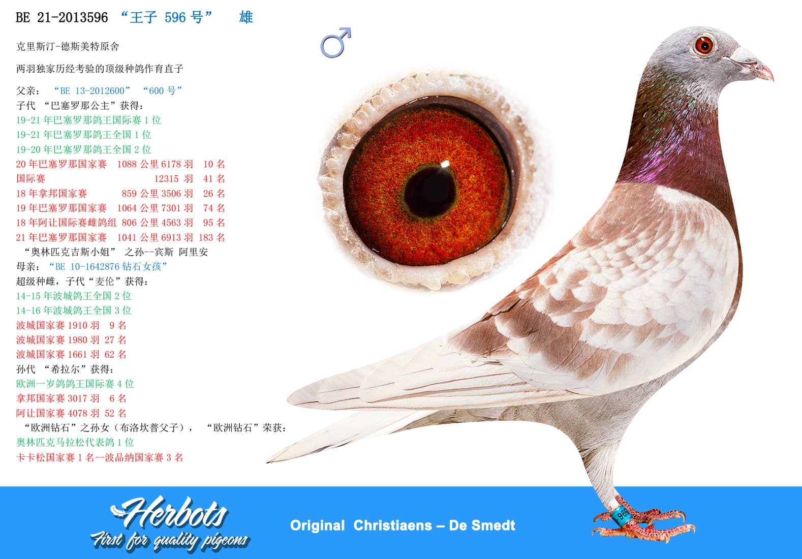 pigeon: “王子 596号”