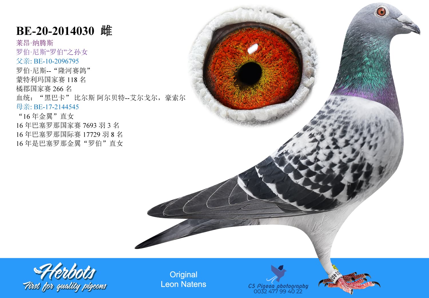 pigeon: undefined
