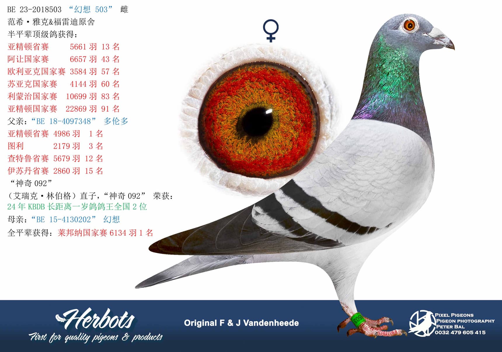 pigeon: undefined