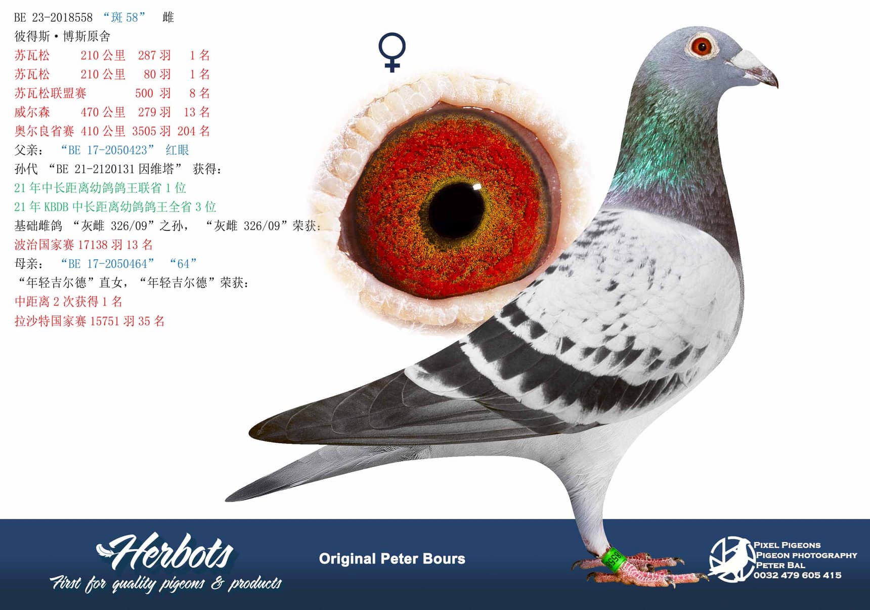 pigeon: “斑58”