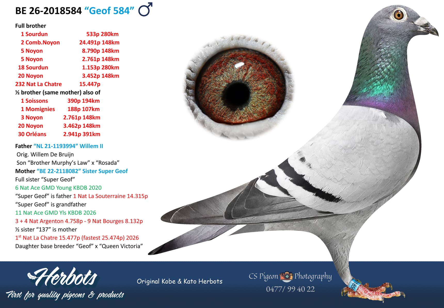 pigeon: undefined