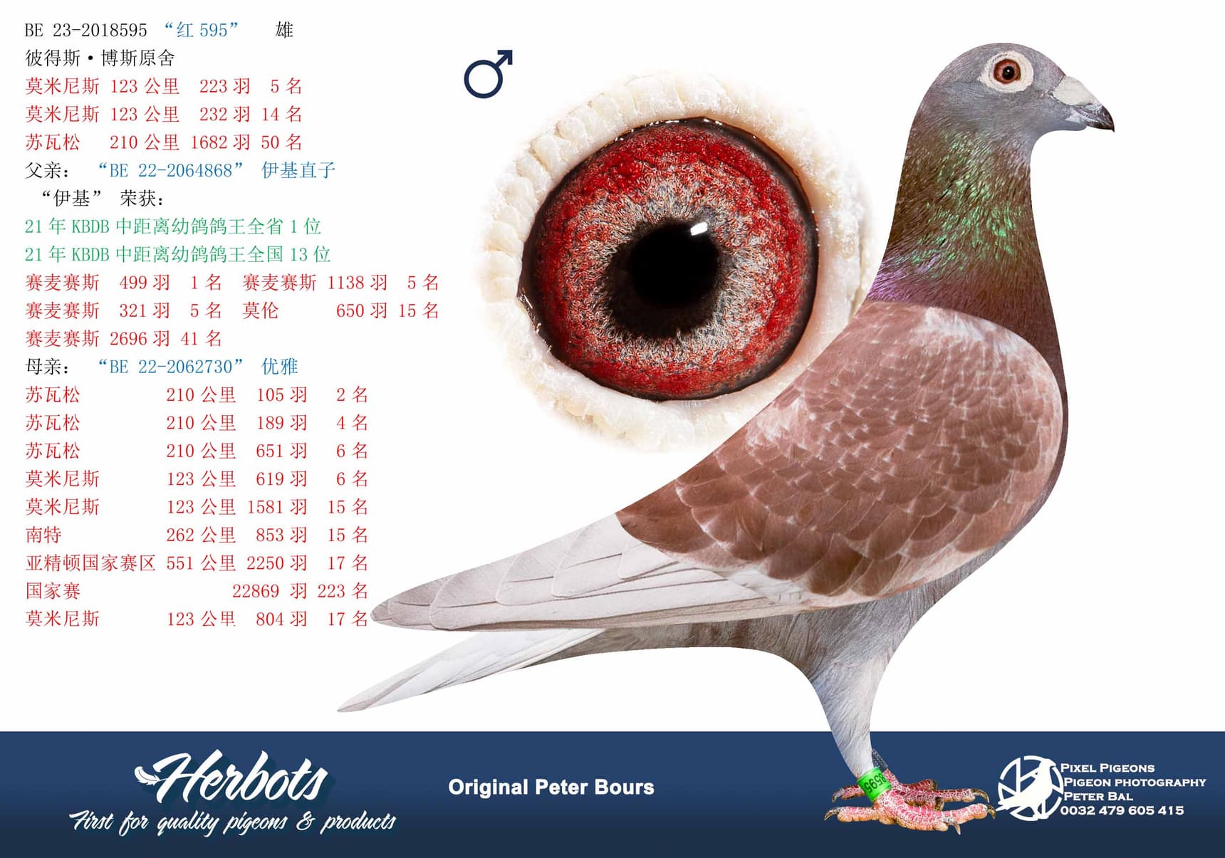 pigeon: “红595”