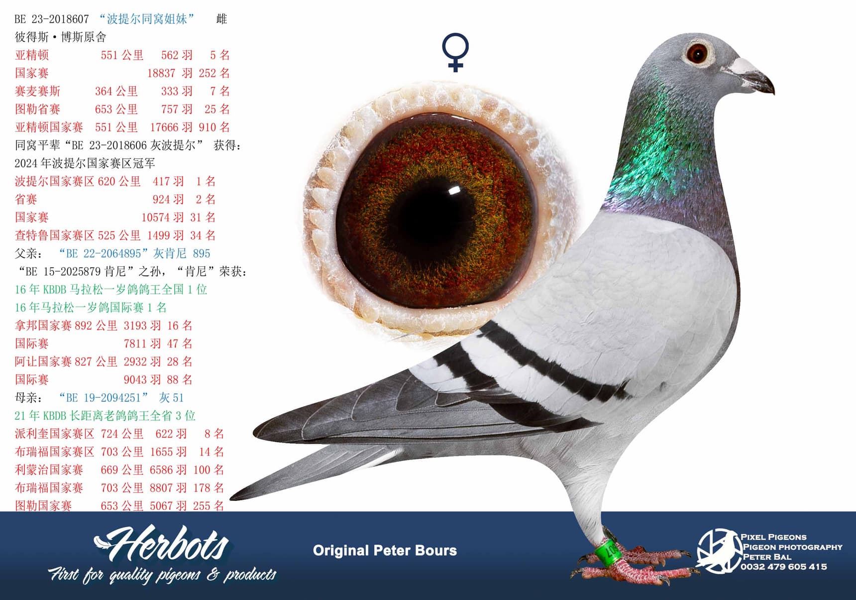 pigeon: “波提尔同窝姐妹”