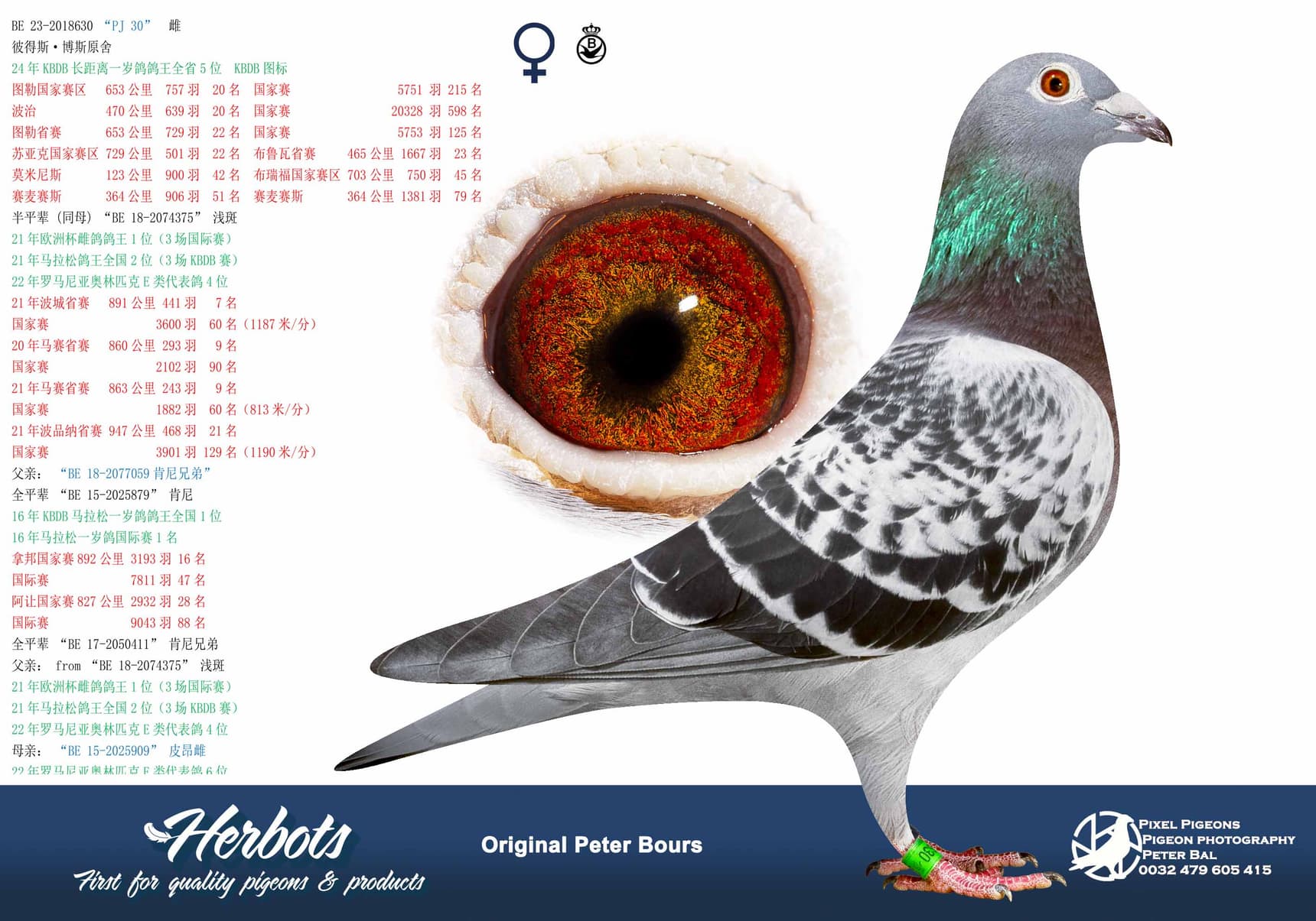 pigeon: undefined