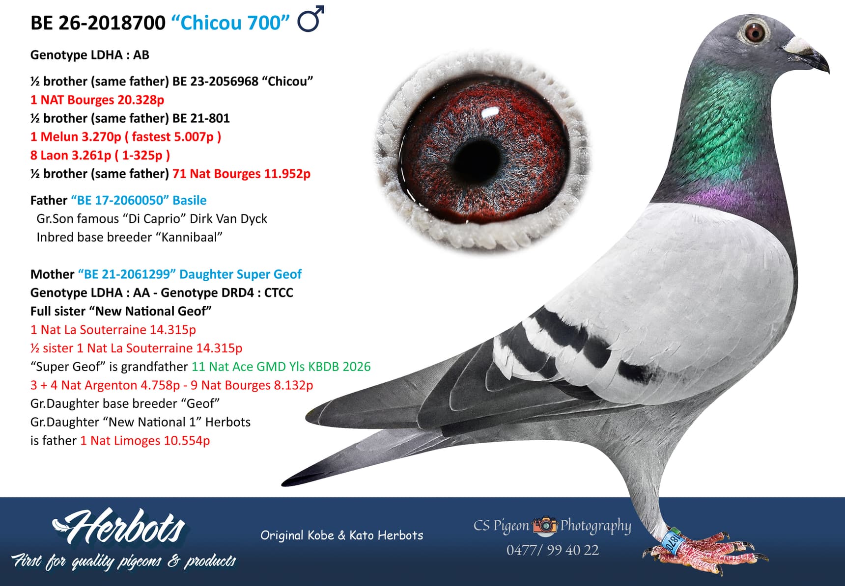pigeon: undefined