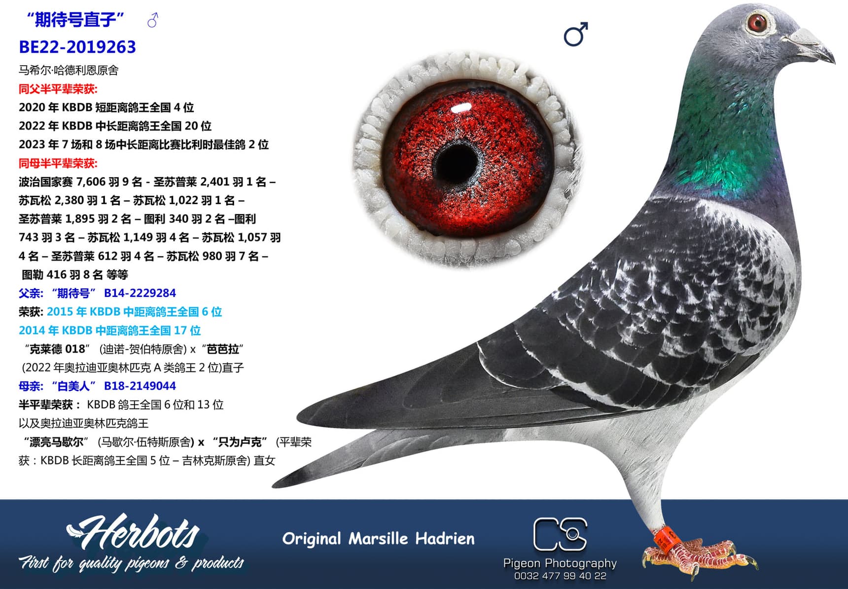 pigeon: undefined