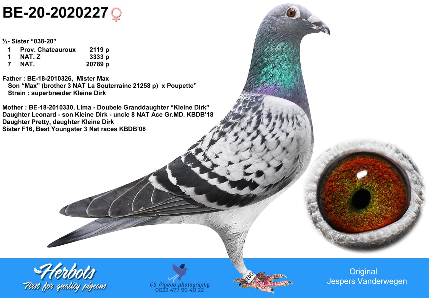 pigeon: undefined