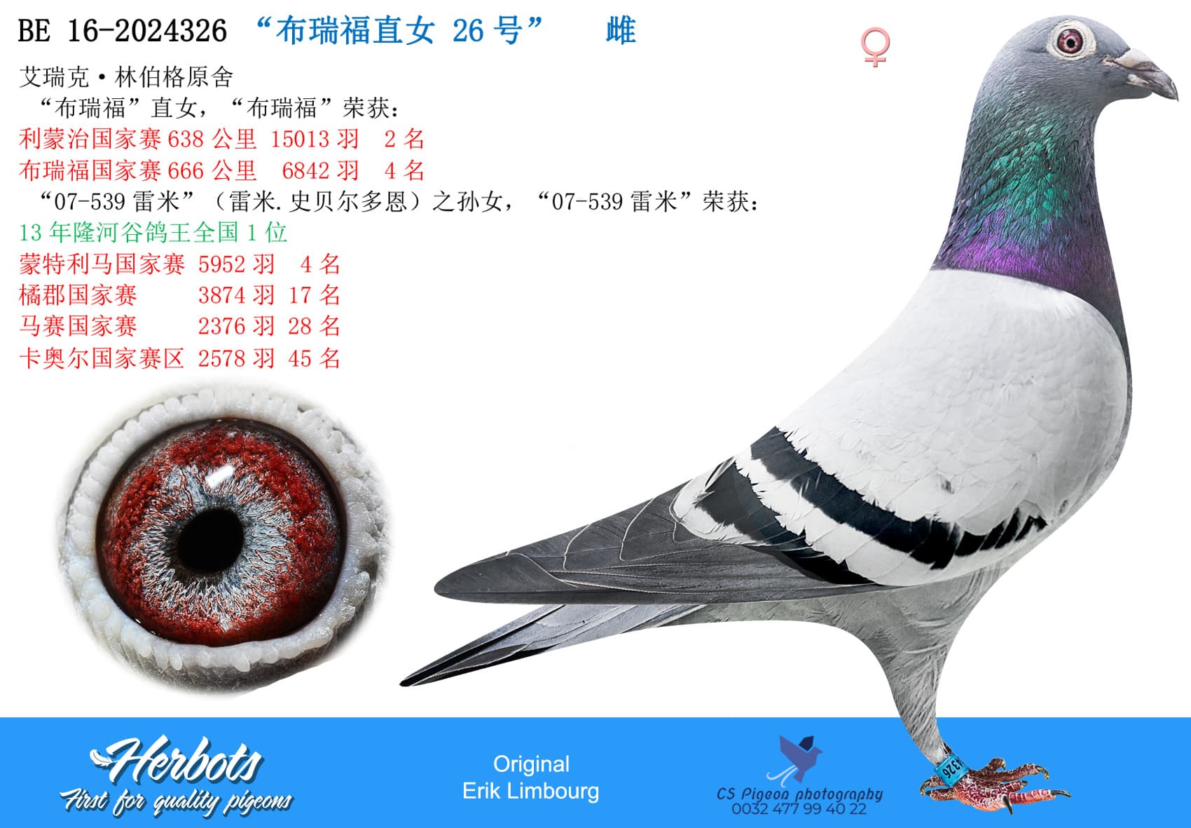 pigeon: “布瑞福直女 26号”