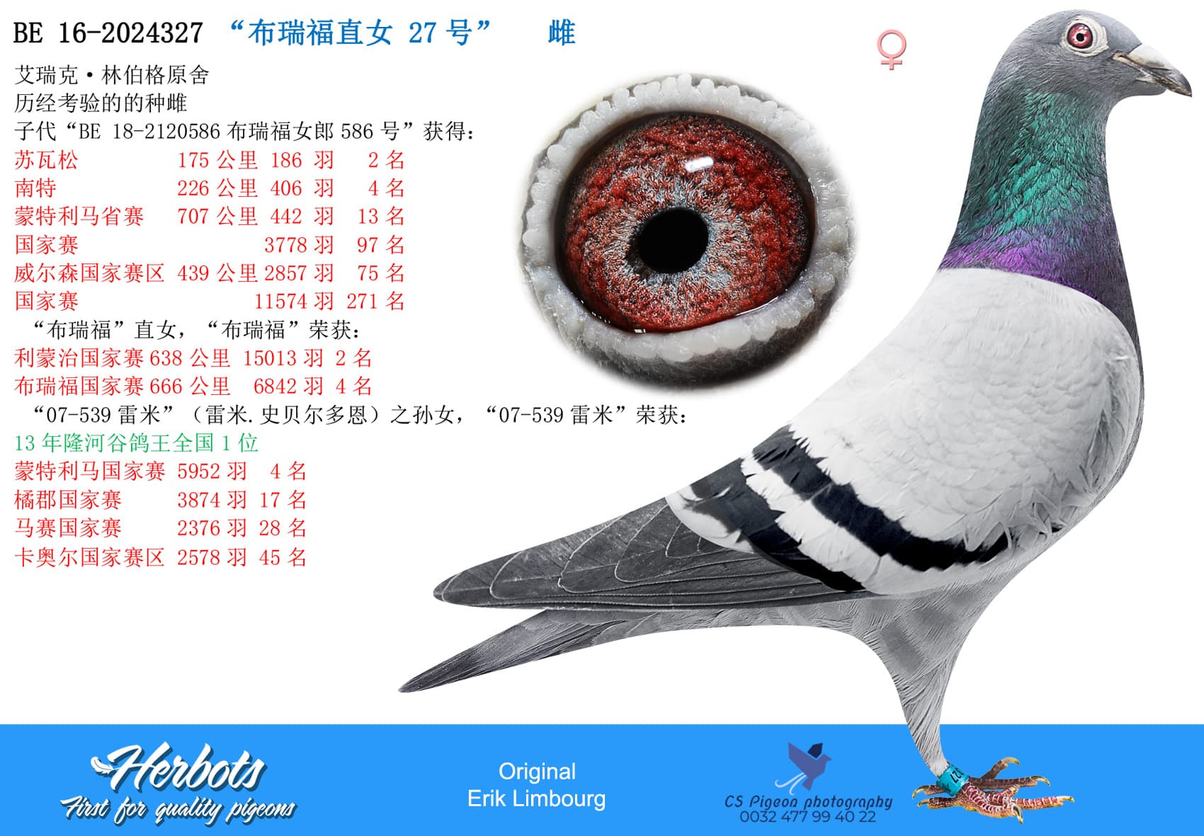 pigeon: undefined