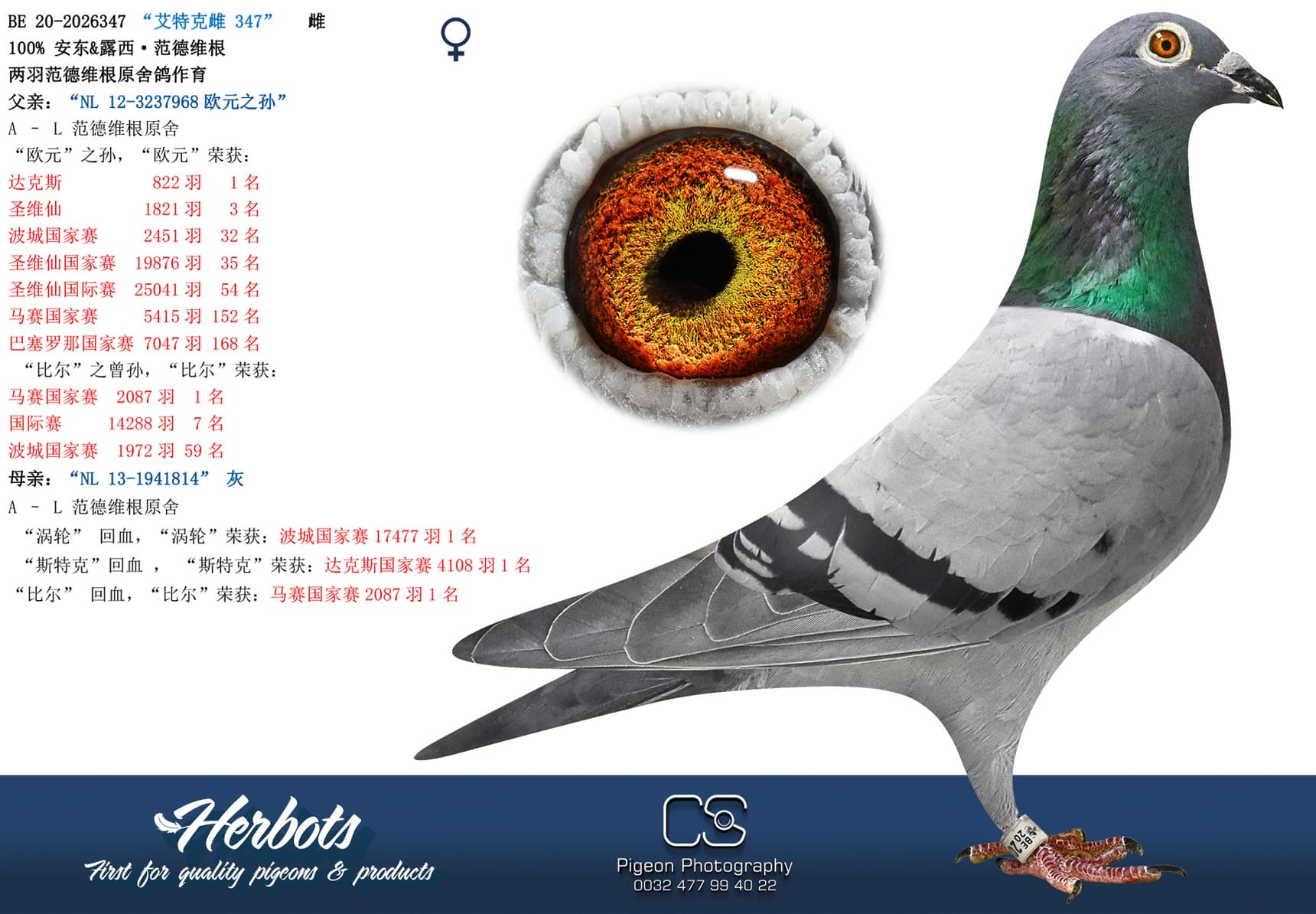 pigeon: “艾特克雌 347”