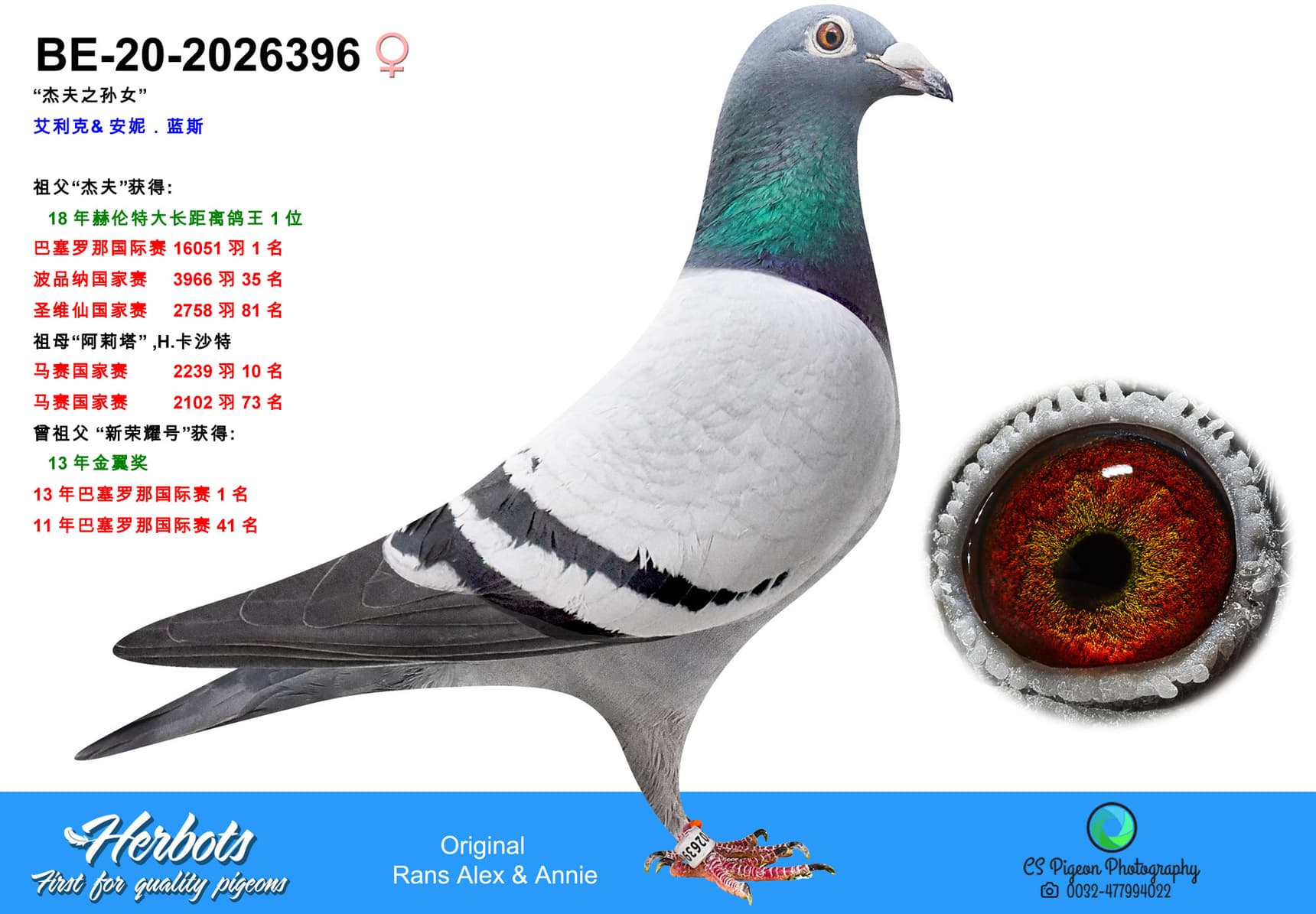pigeon: undefined