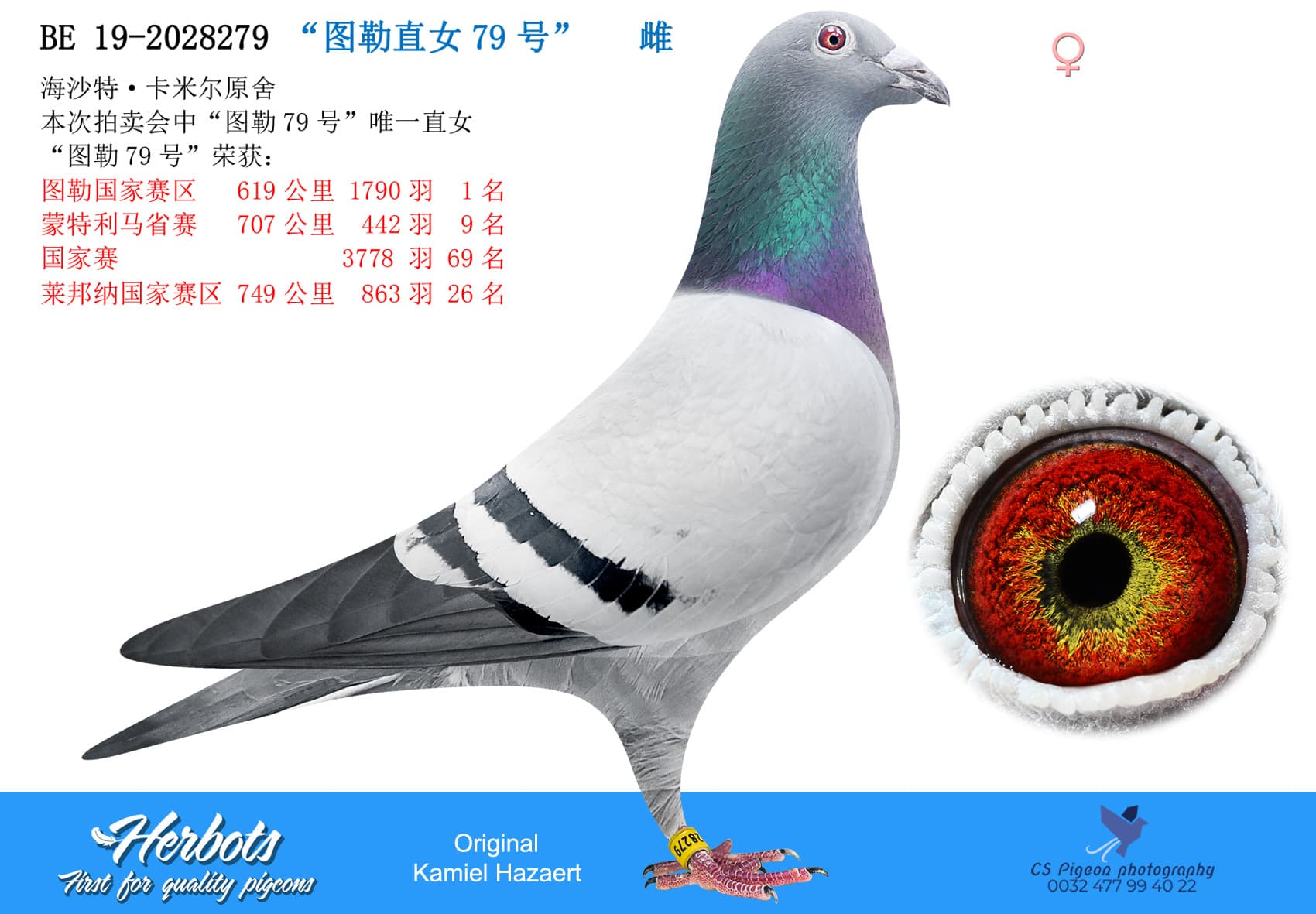 pigeon: undefined