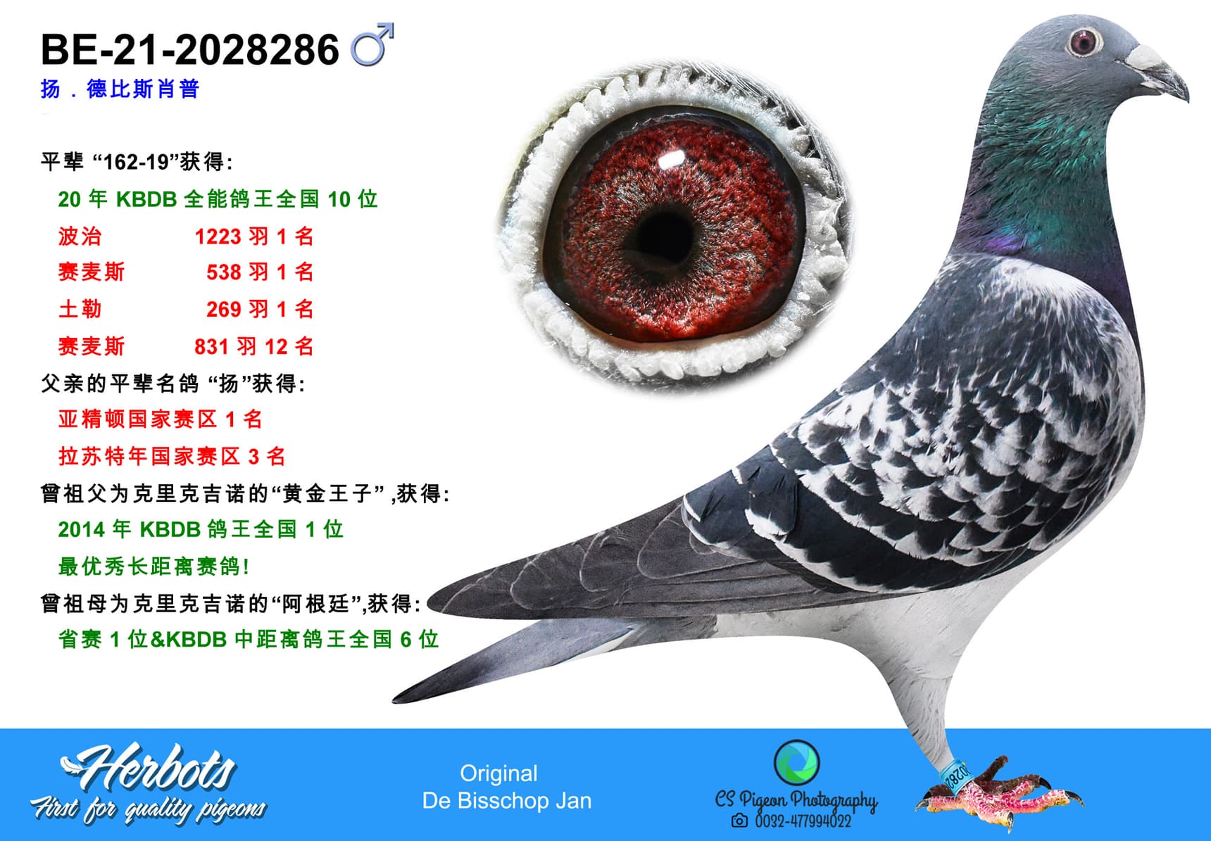 pigeon: undefined