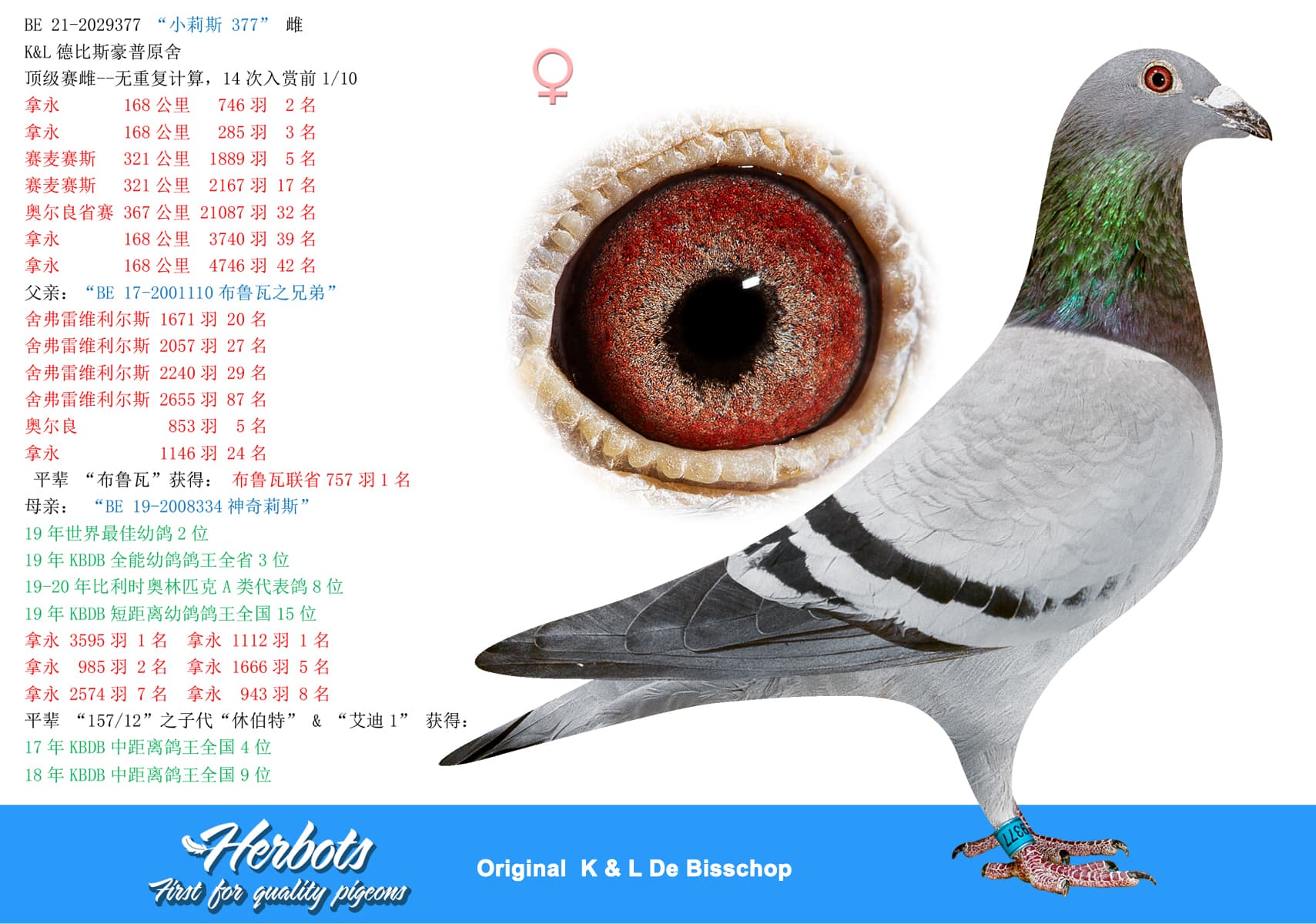 pigeon: “小莉斯 377”