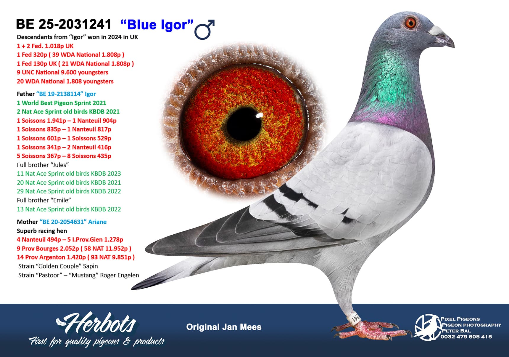 pigeon: undefined