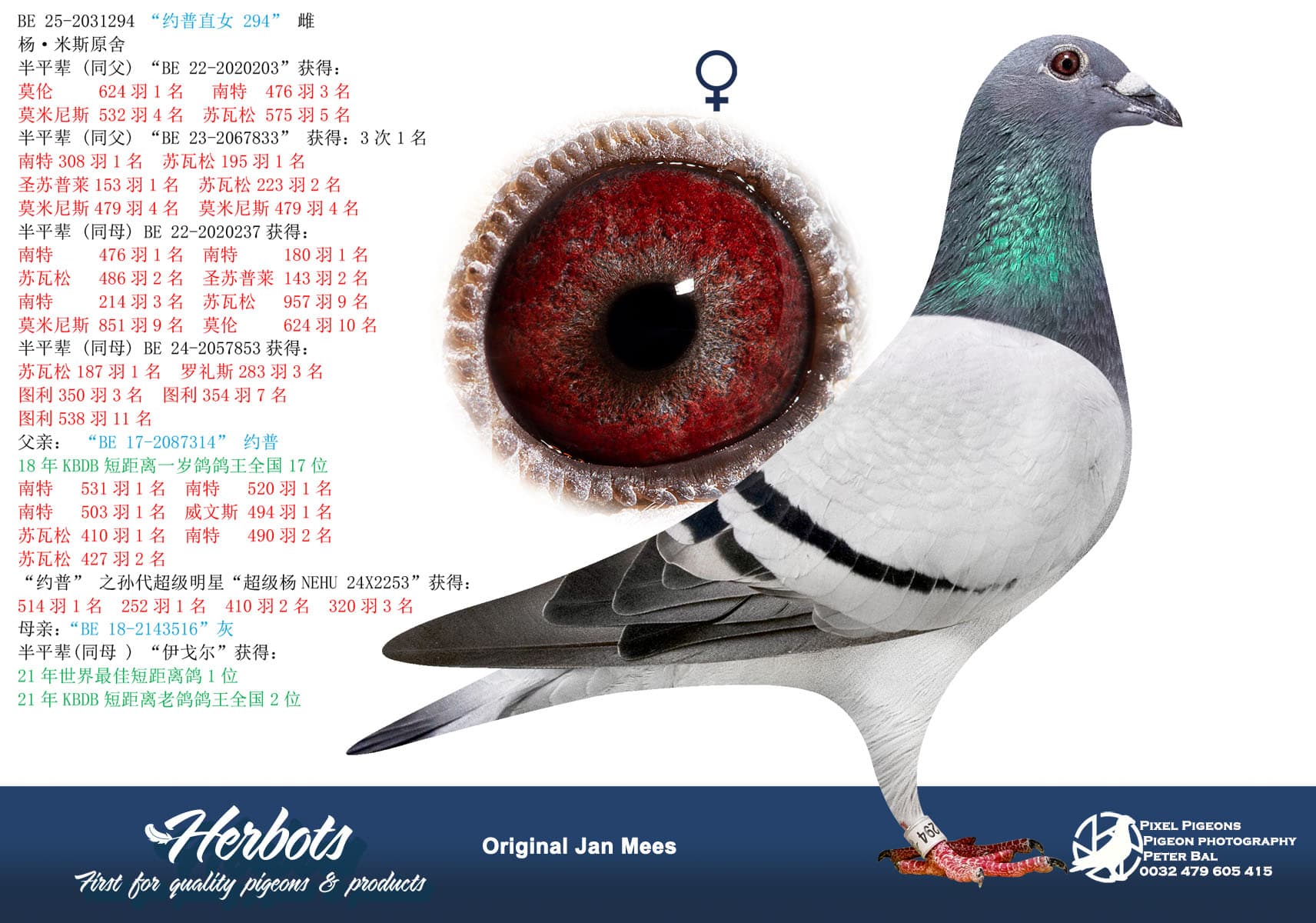 pigeon: “约普直女 294”