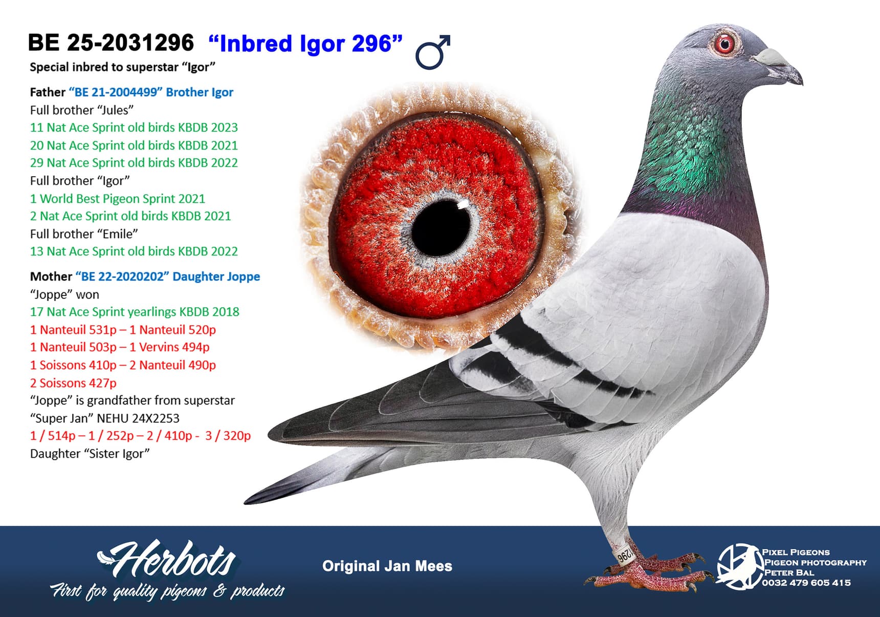 pigeon: undefined