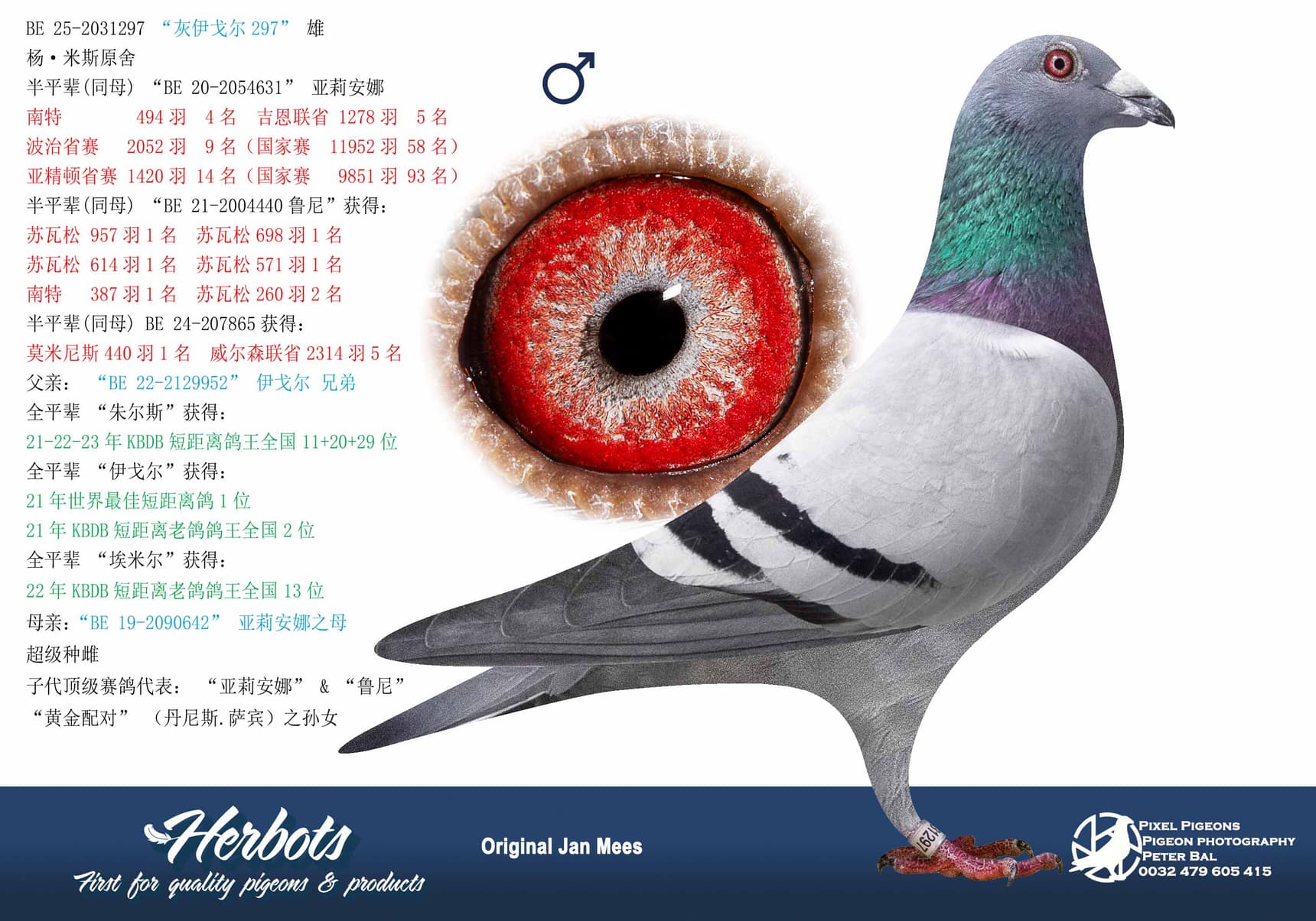 pigeon: undefined
