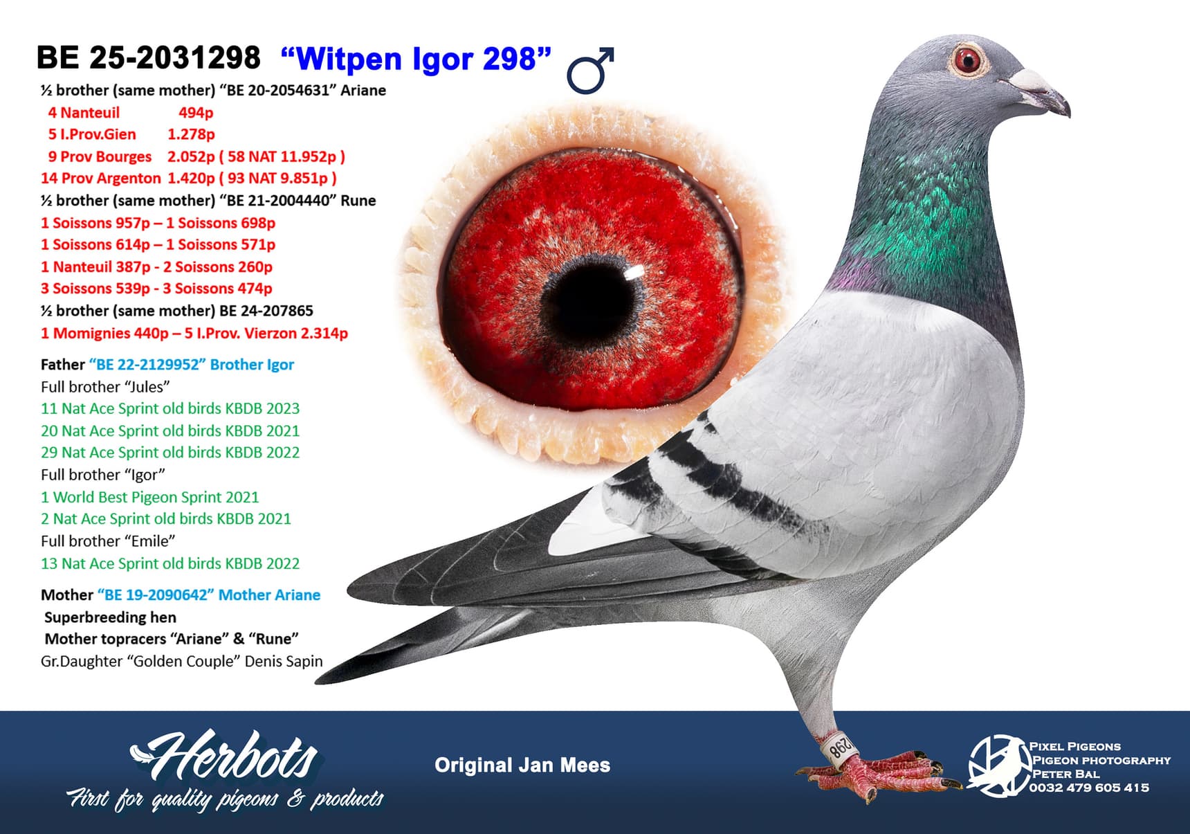 pigeon: undefined