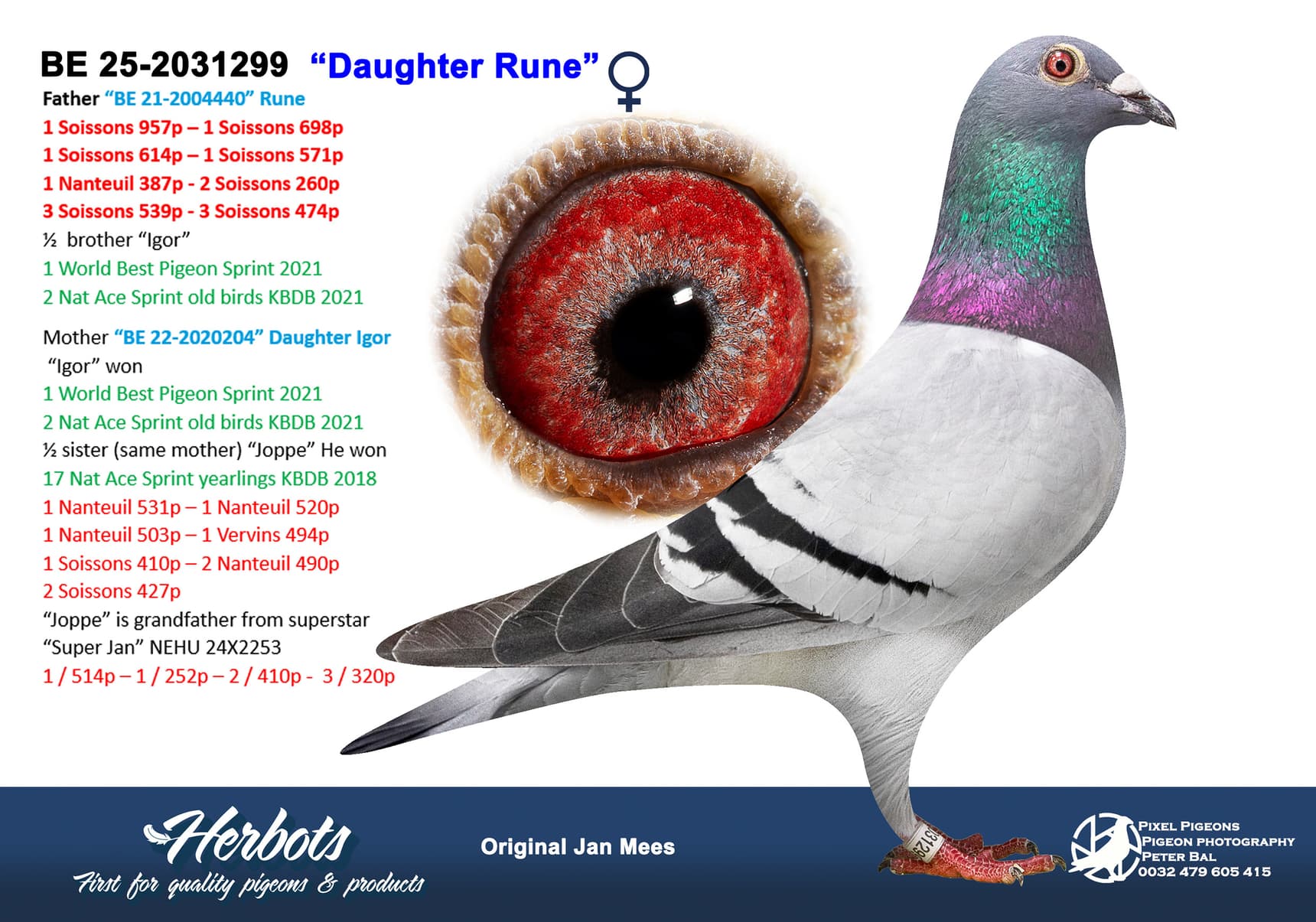 pigeon: undefined
