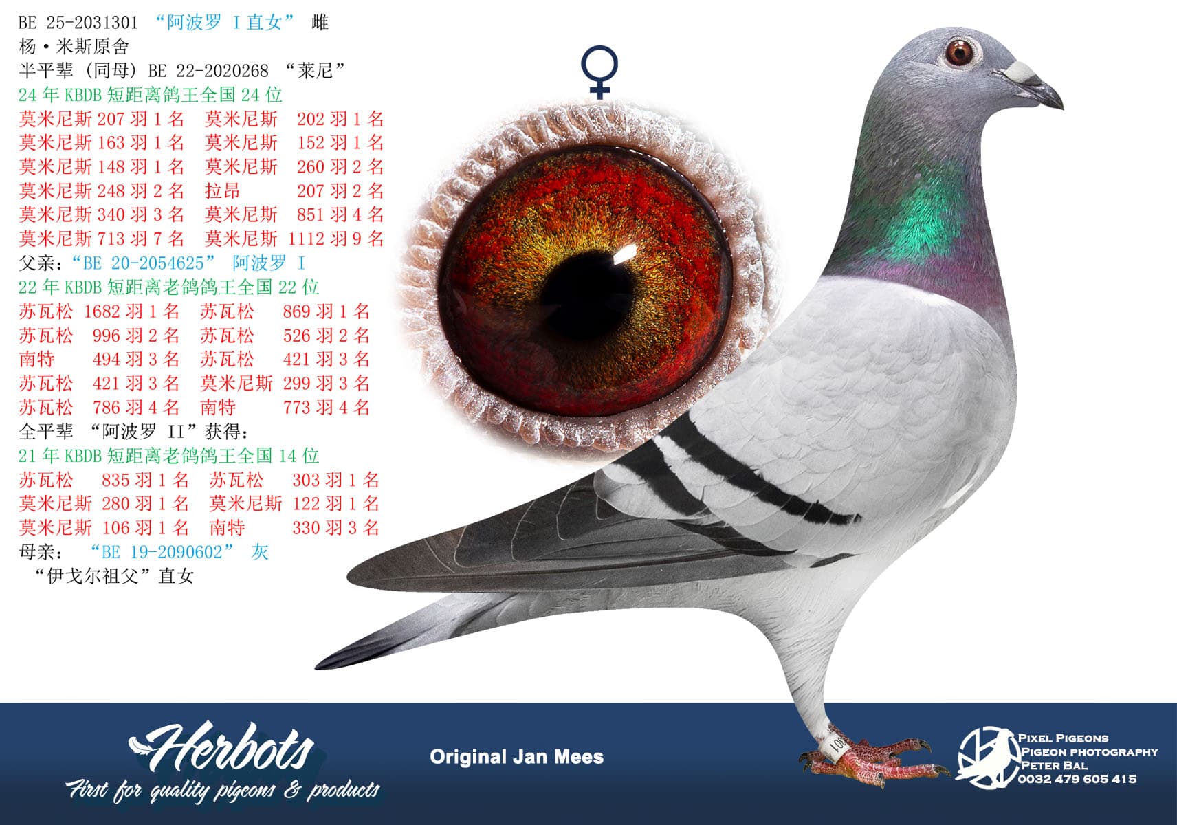 pigeon: “阿波罗 I直女”