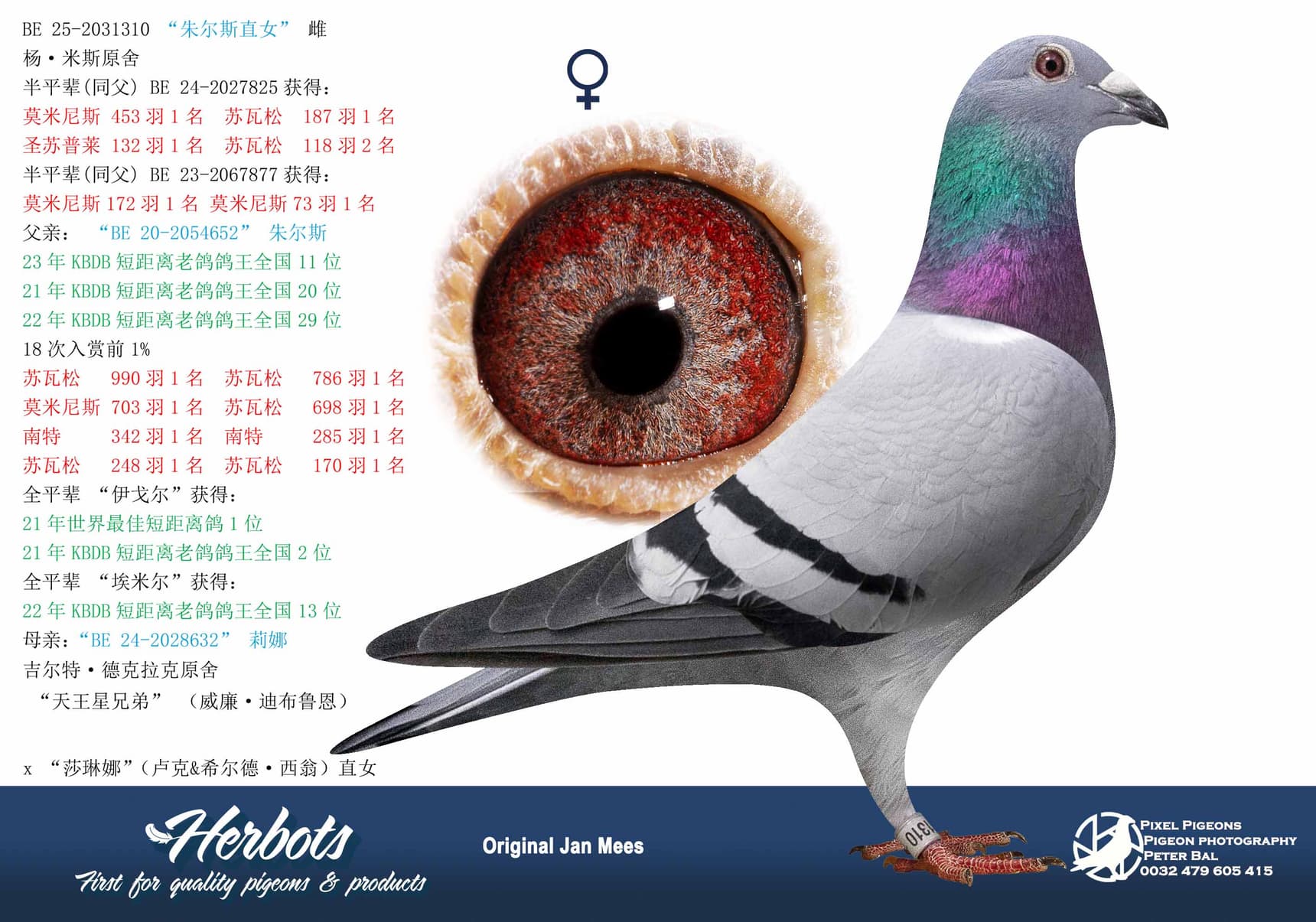 pigeon: undefined