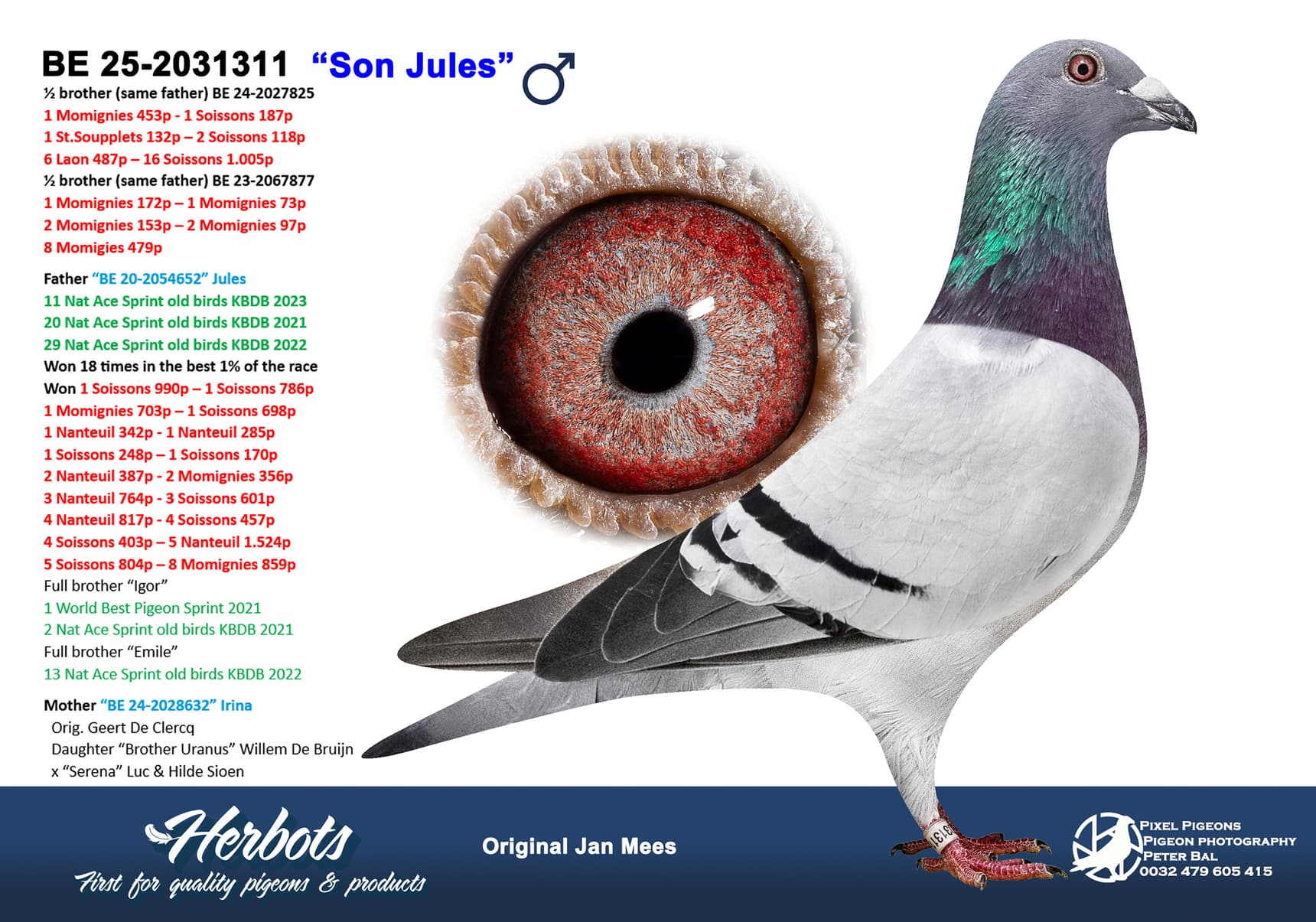 pigeon: undefined
