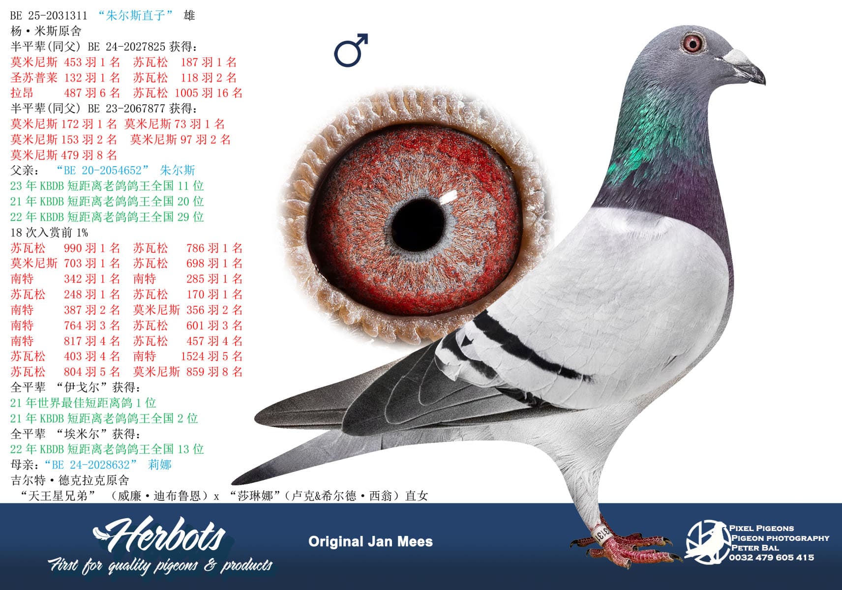 pigeon: “朱尔斯直子”