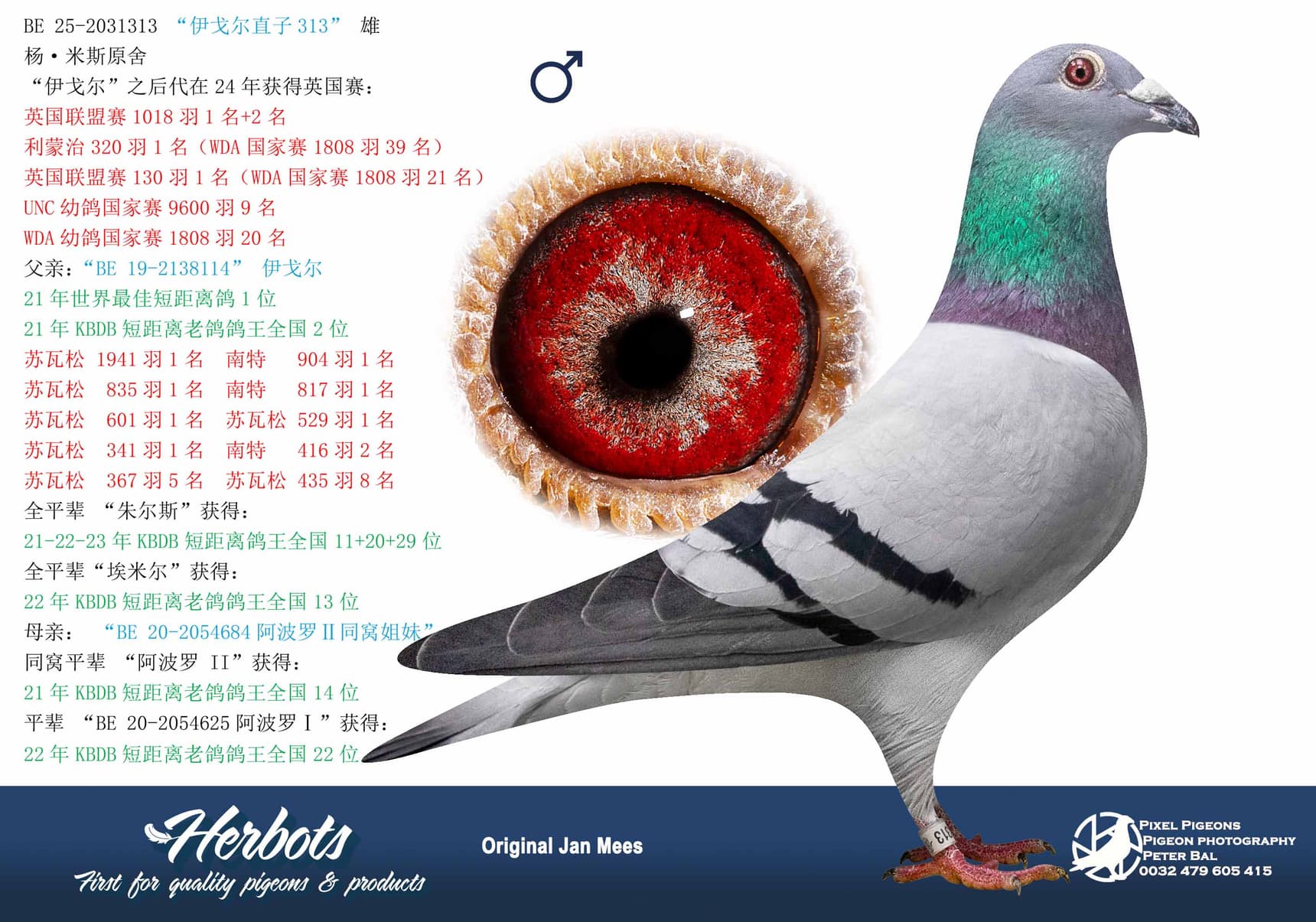 pigeon: undefined