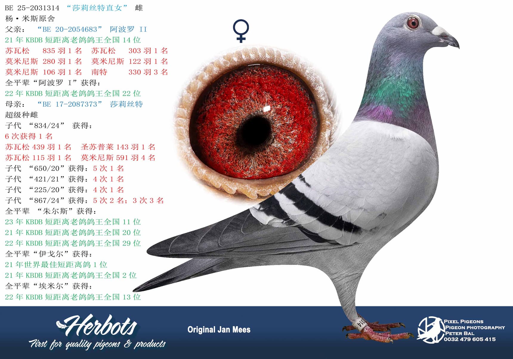 pigeon: undefined