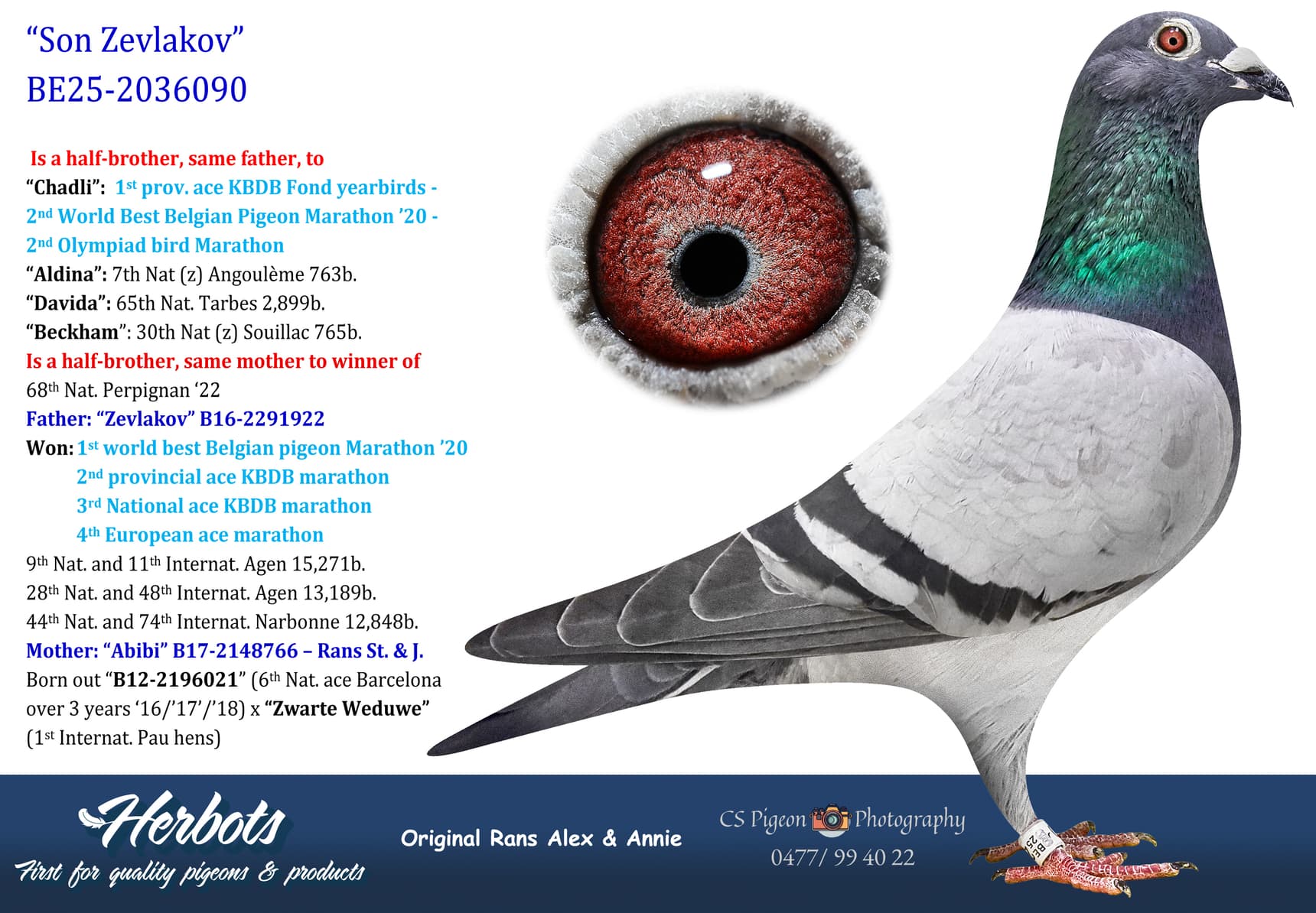 pigeon: undefined