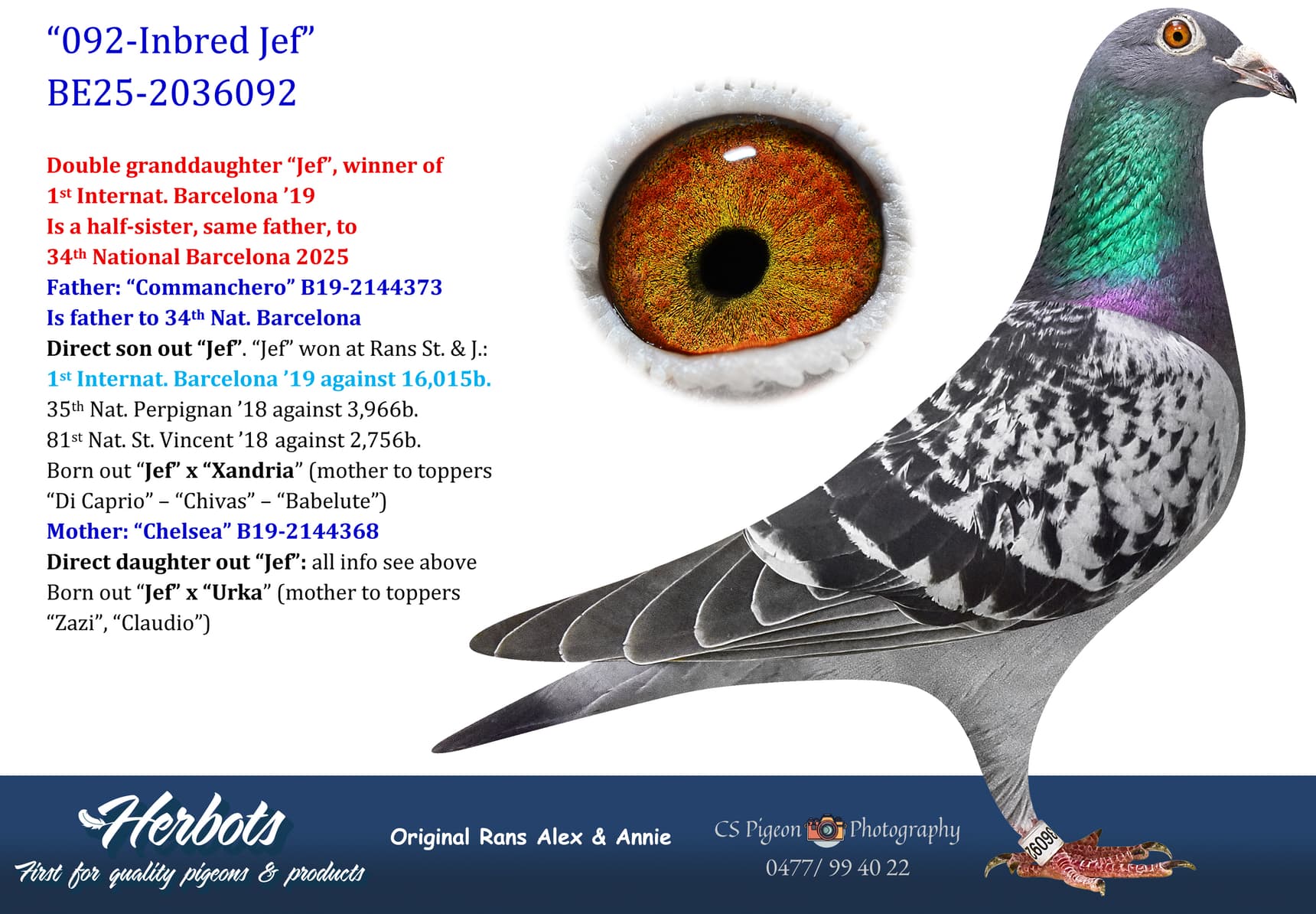 pigeon: undefined