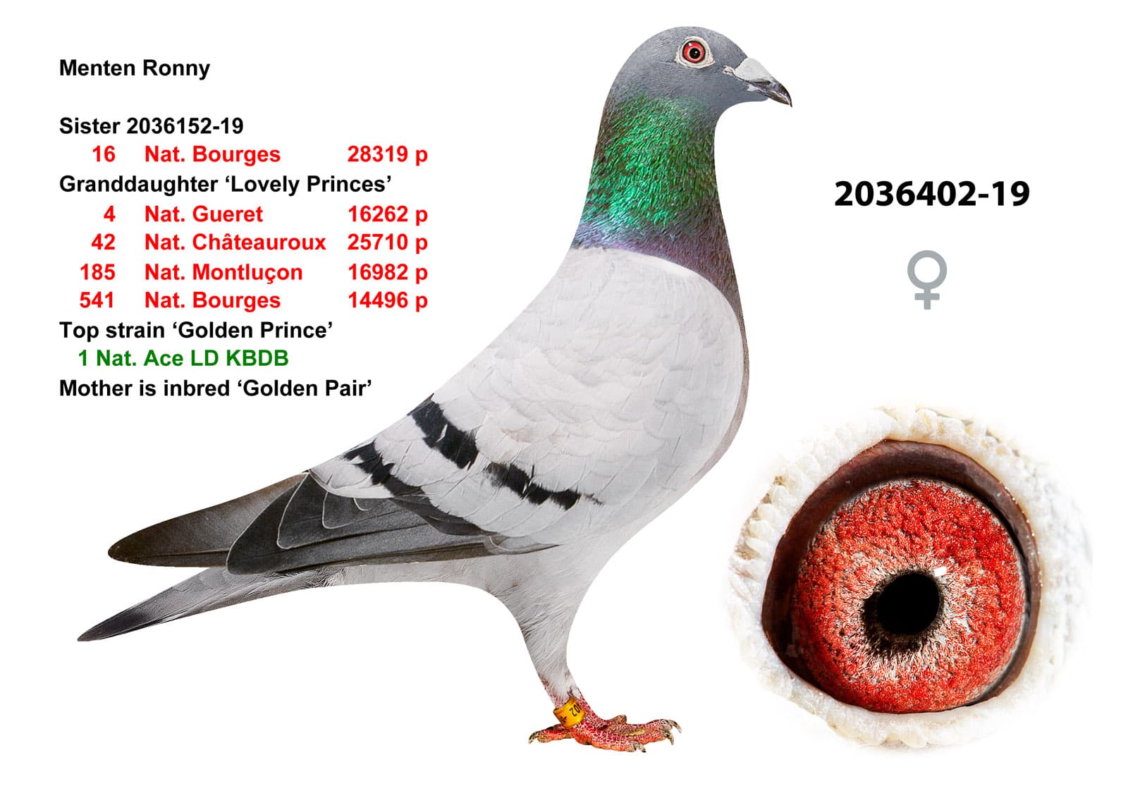 pigeon: undefined