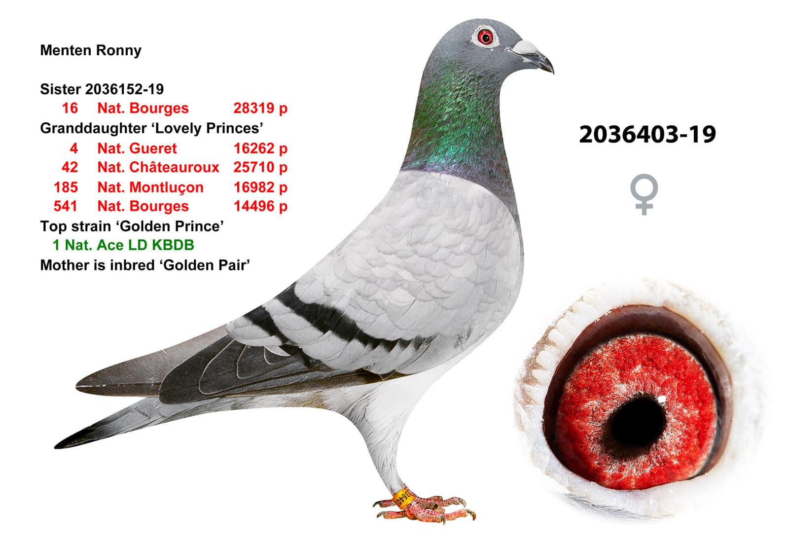 pigeon: undefined