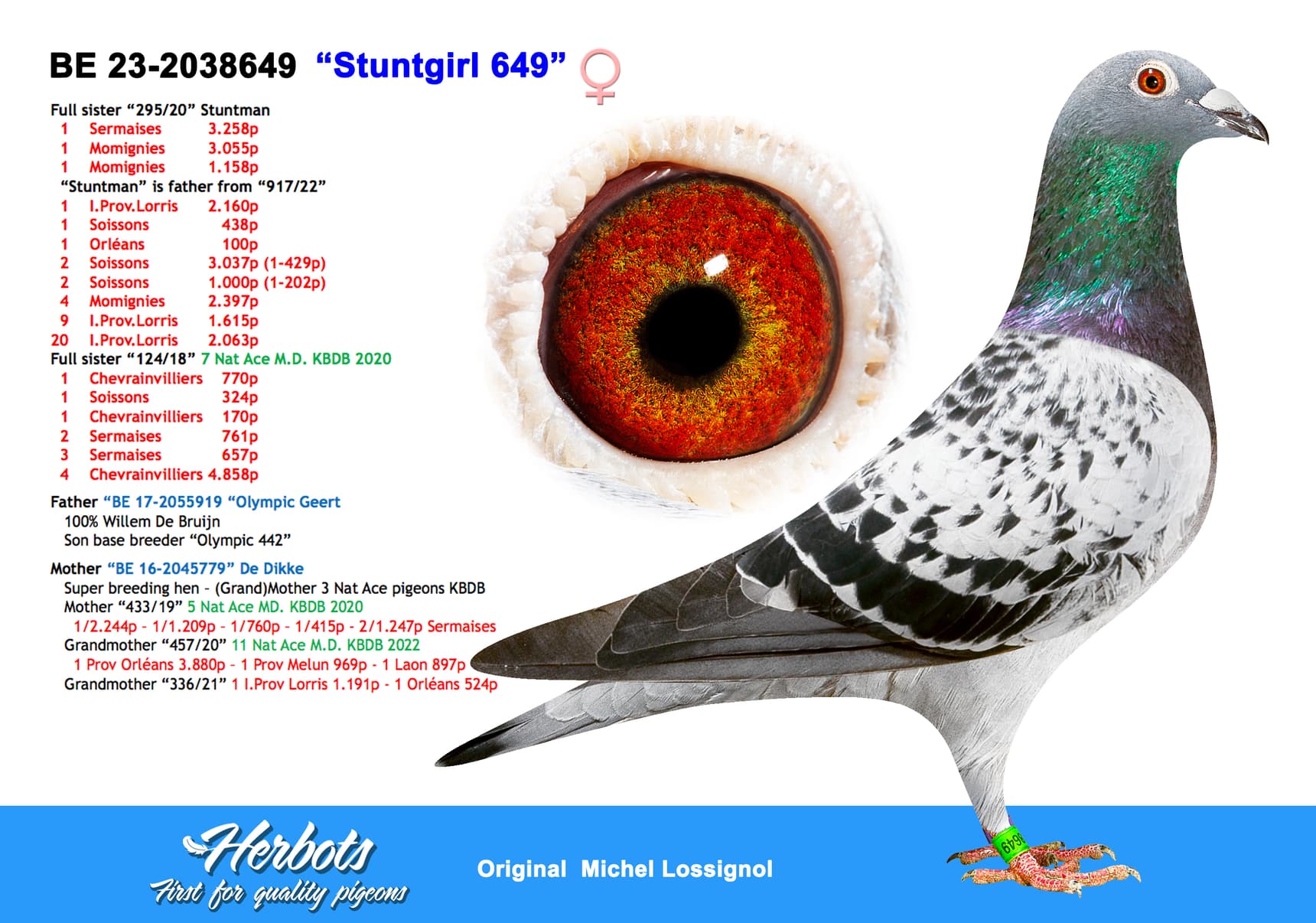 pigeon: undefined