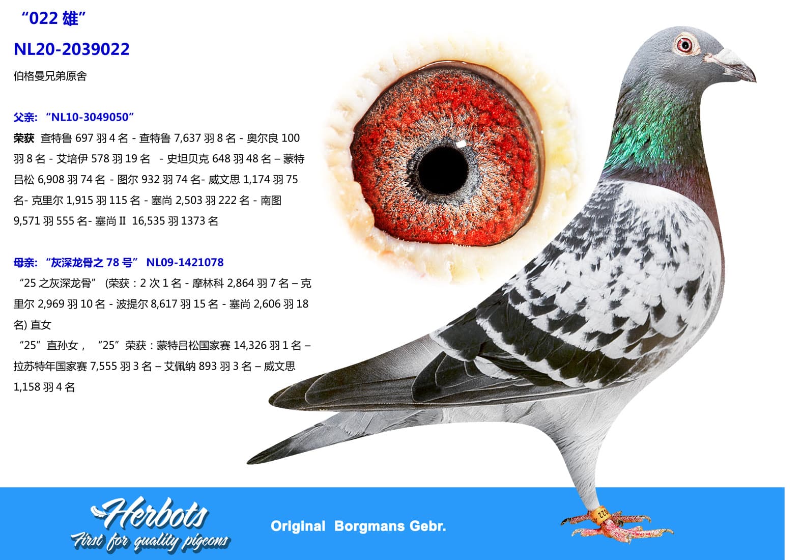 pigeon: undefined