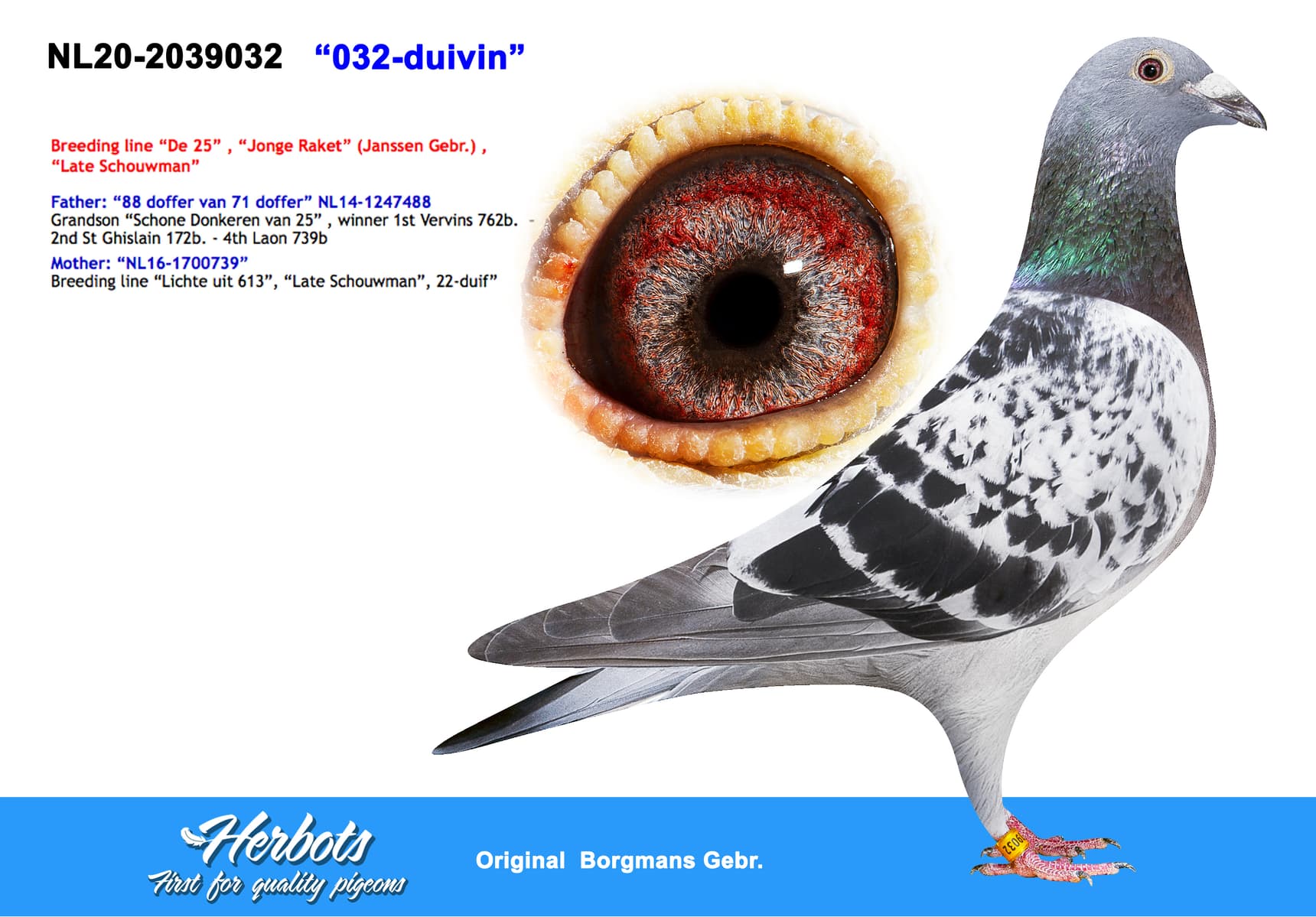pigeon: undefined