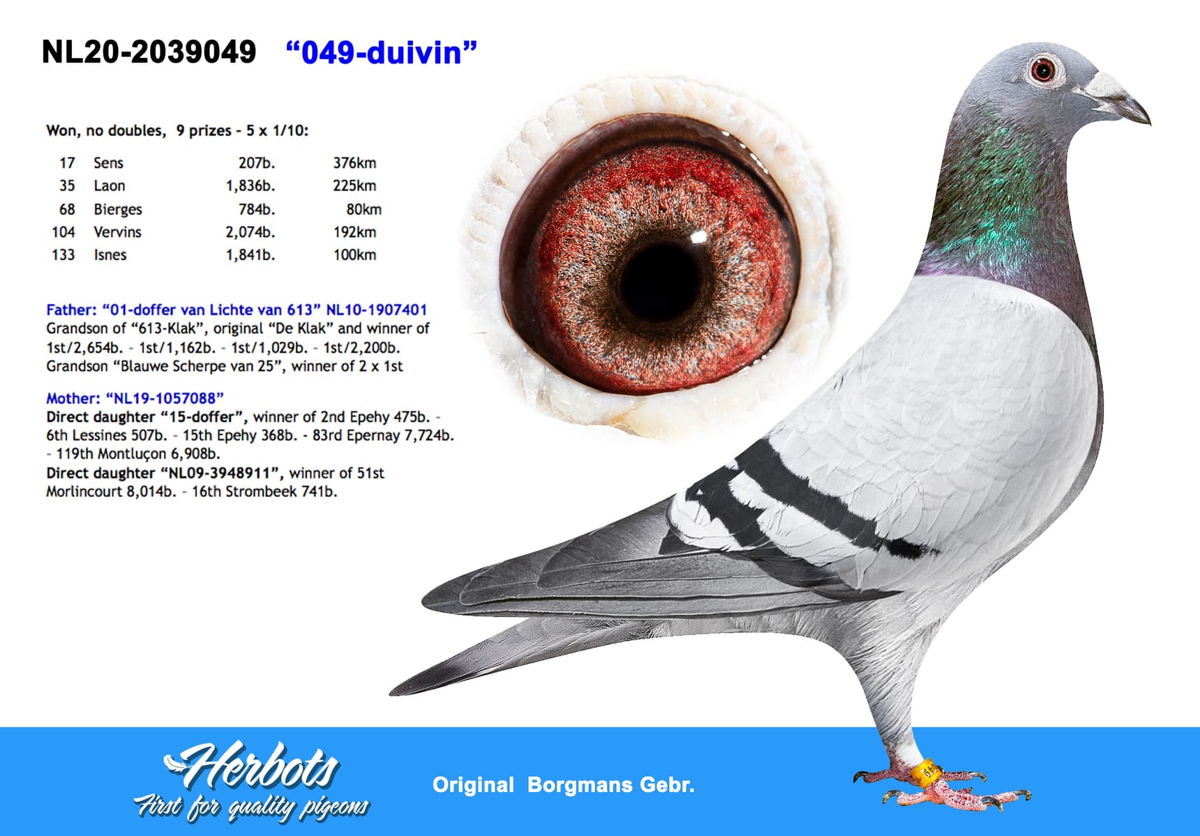 pigeon: undefined
