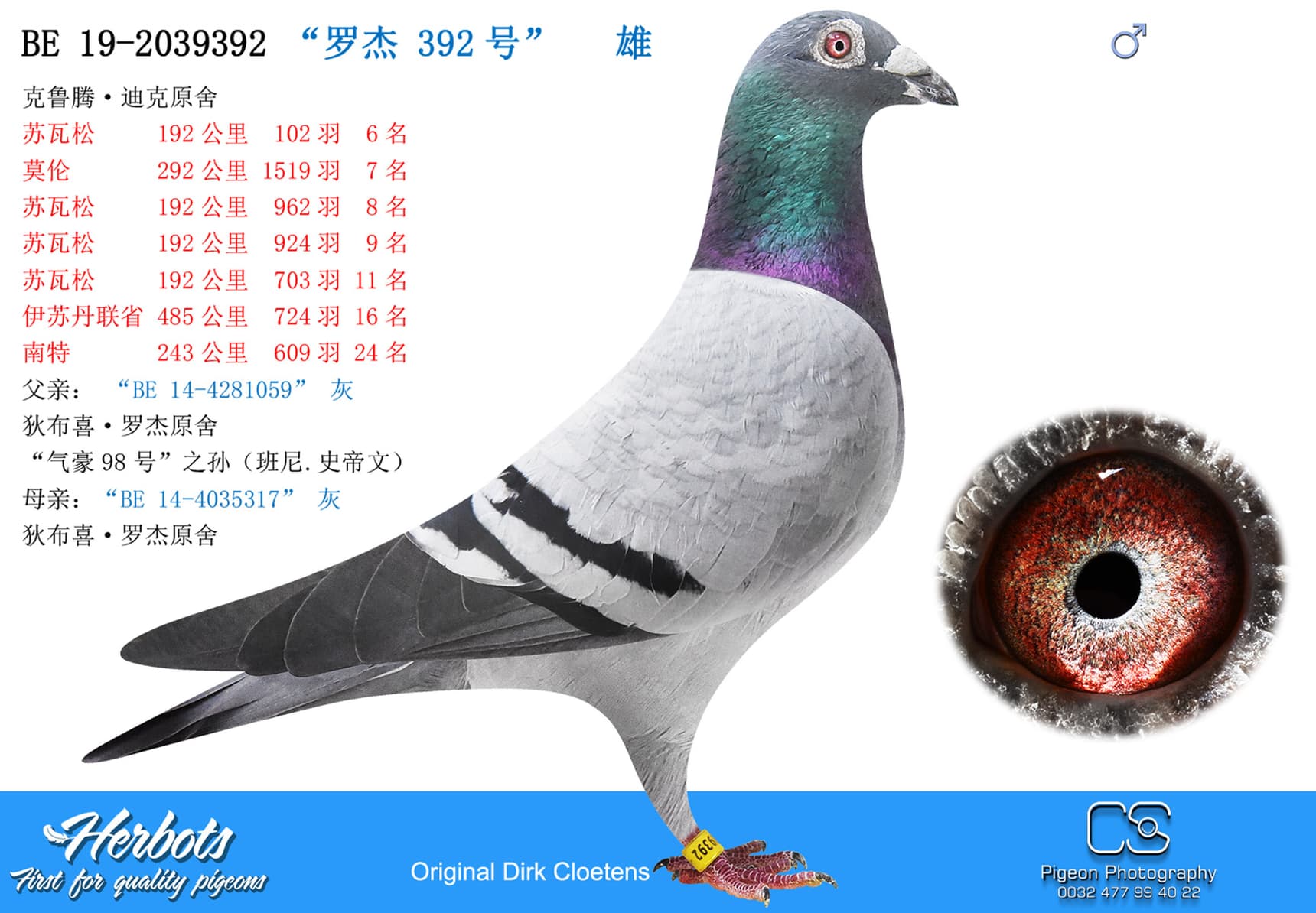 pigeon: “罗杰 392号”