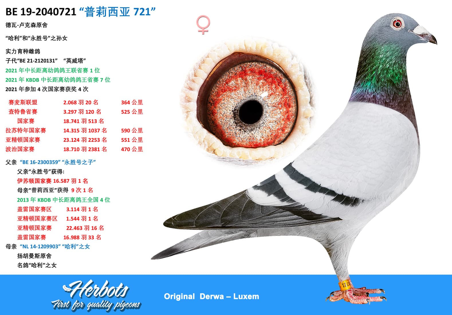 pigeon: “普莉西亚721”