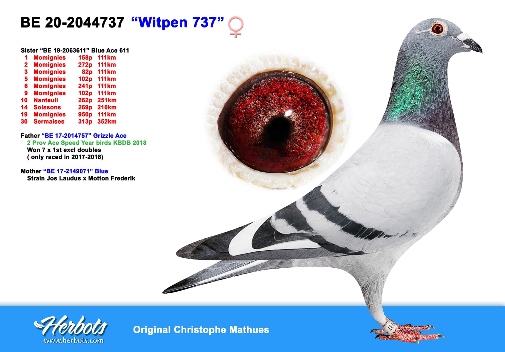 pigeon: undefined
