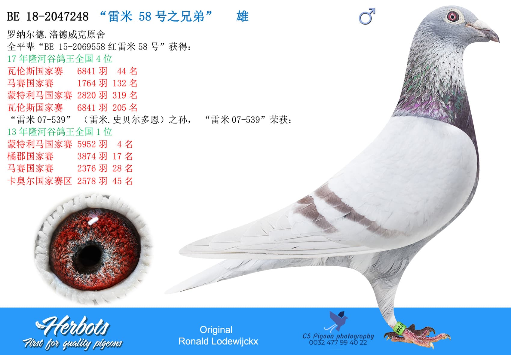 pigeon: “雷米 58号之兄弟”
