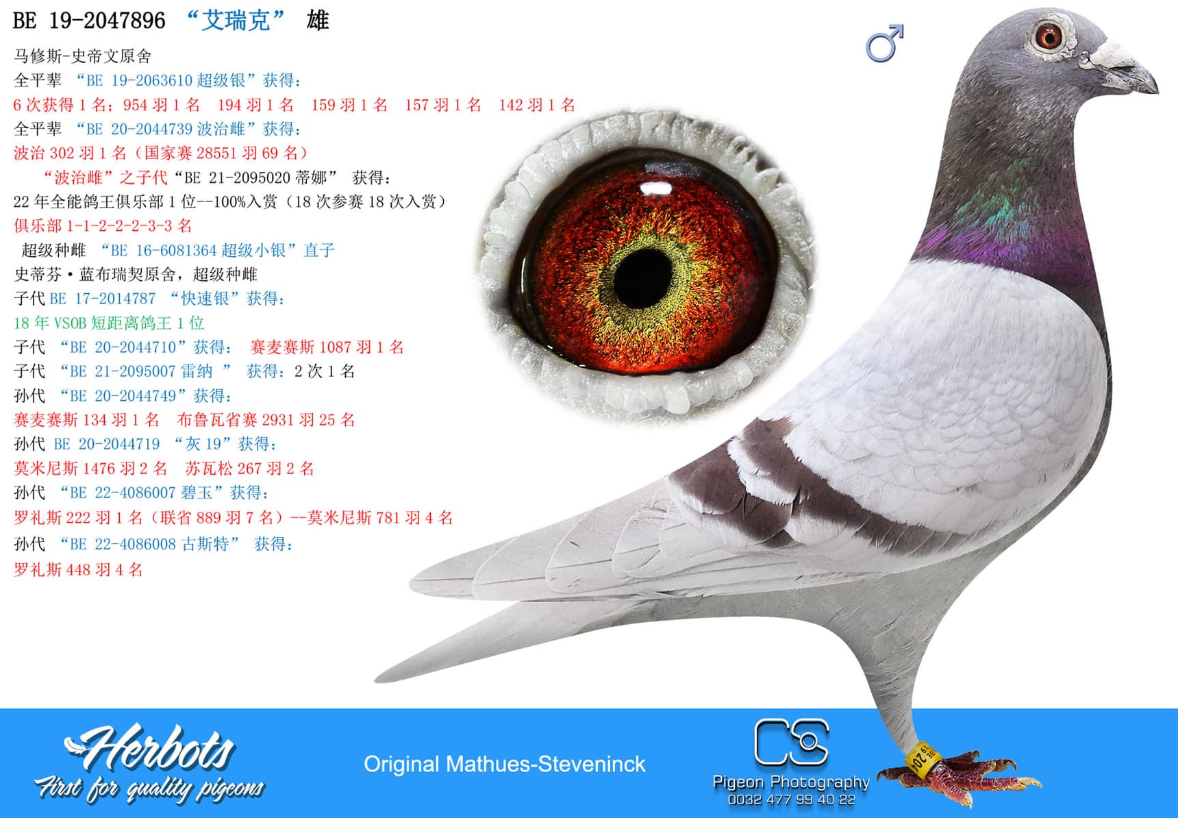 pigeon: “艾瑞克”